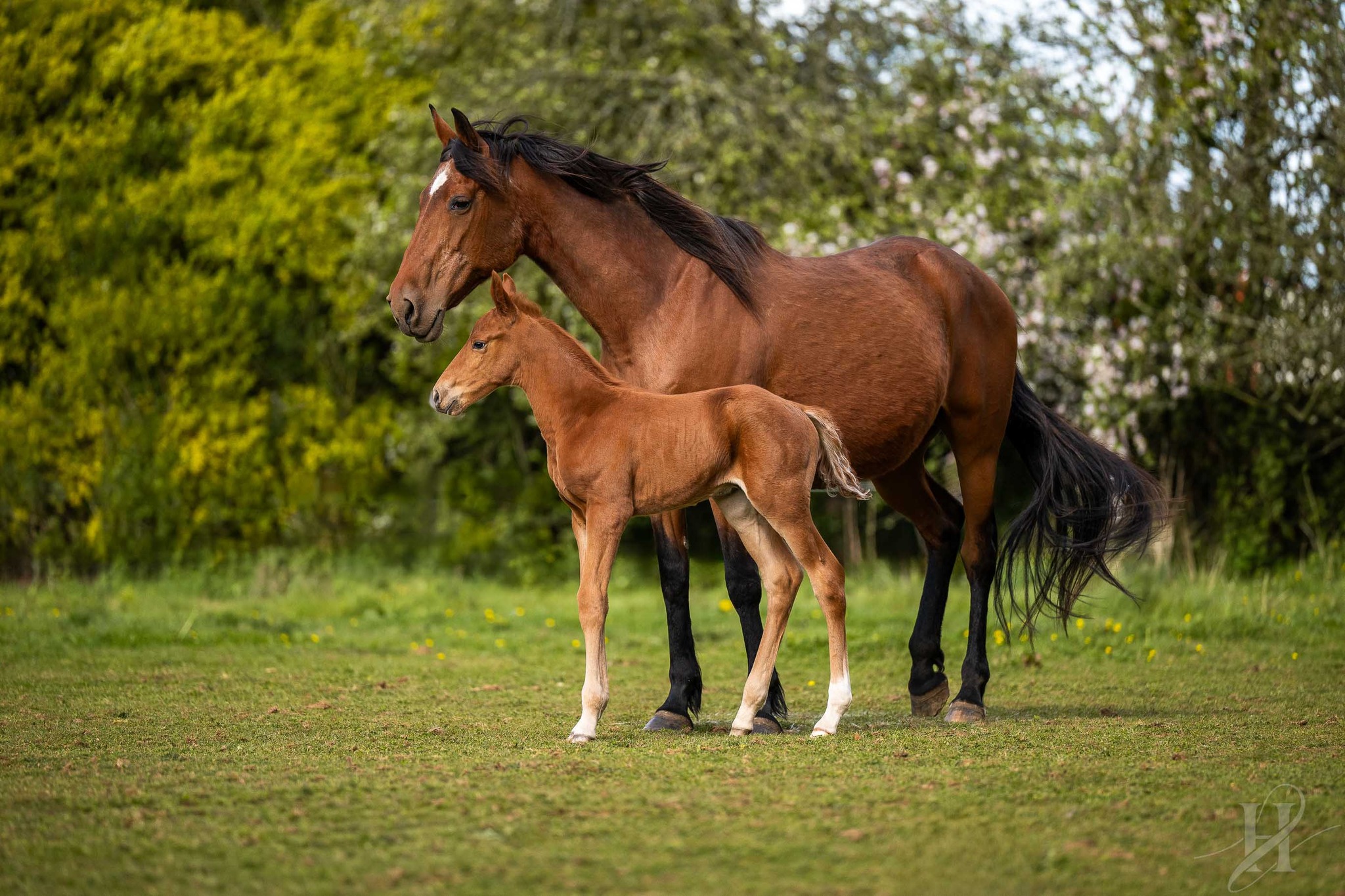 L’instinct ne ment pas.
Il sait avant les mots, avant le monde.
#instinct #cheval #poulain #nature #photographe #horsephotographer