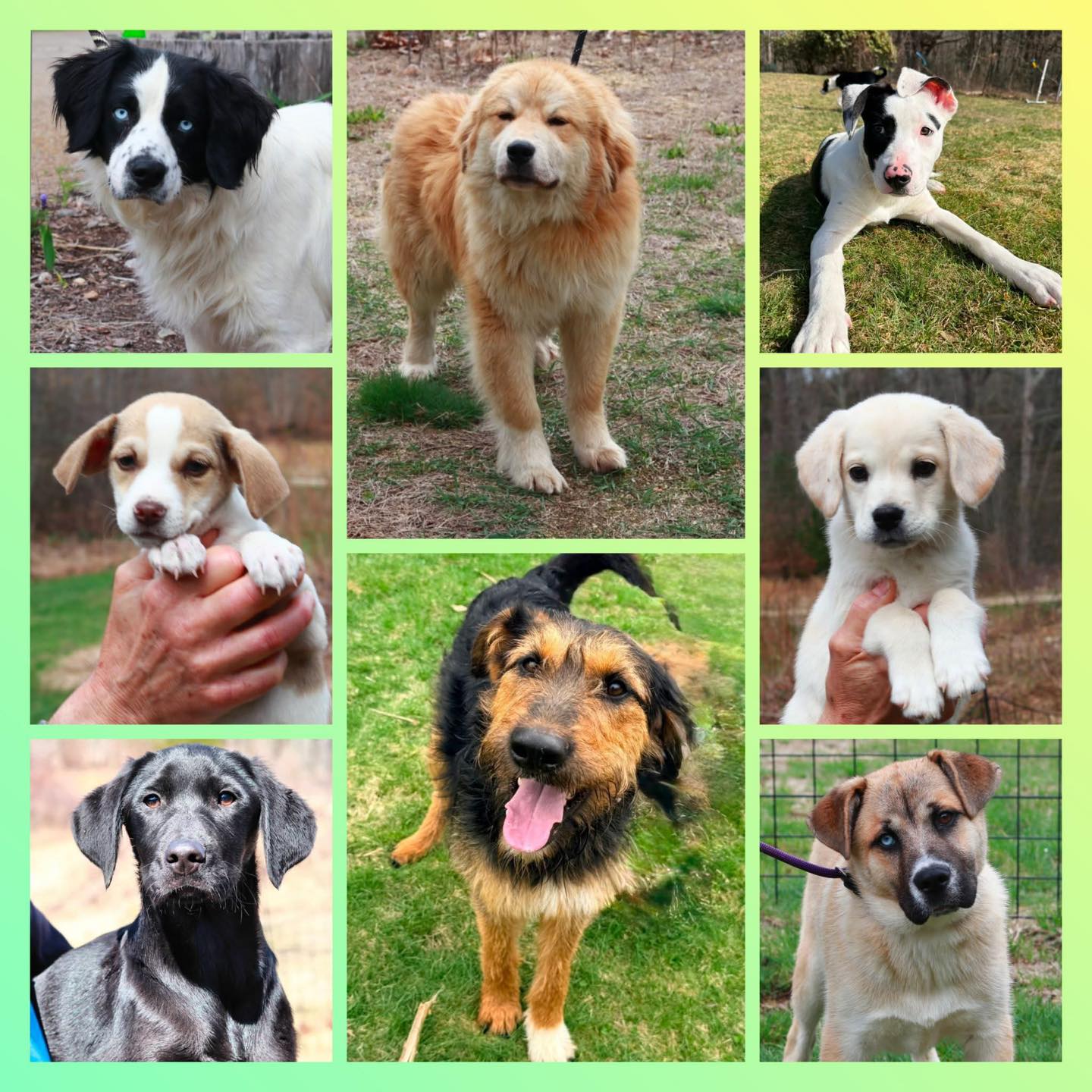 Come and meet your new best friend tomorrow!
Sunday 4/19 11am-1pm
348 Old Colony Rd.
Eastford, CT
PawSafe Animal Rescue