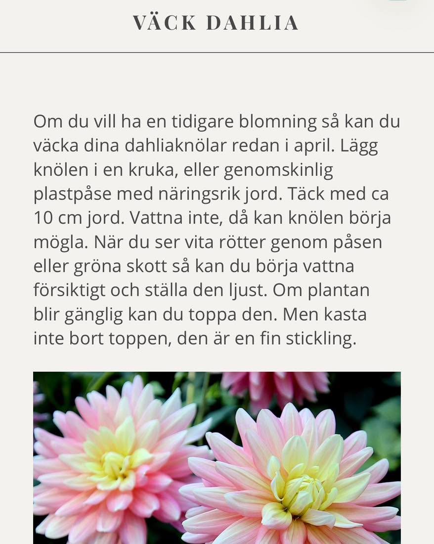 Idag väckte jag mina dahlior! 🌸⏰ Lite senare än jag tänkt. Av sju såg fem riktigt fina ut, två såg lite torra ut men jag sprayade dem lite med vatten och la dem i en påse med jord.
Jag följer råden i appen. Såklart, det är ju jag som skrivit dem! 😜 De utgår från svenska dahliasälskapets råd. ☺️
#odlasnittblommor #odlablommor #trädgårdsapp #trädgårdsinspiration #dahlia #dahliaknölar #dahliaträdgård