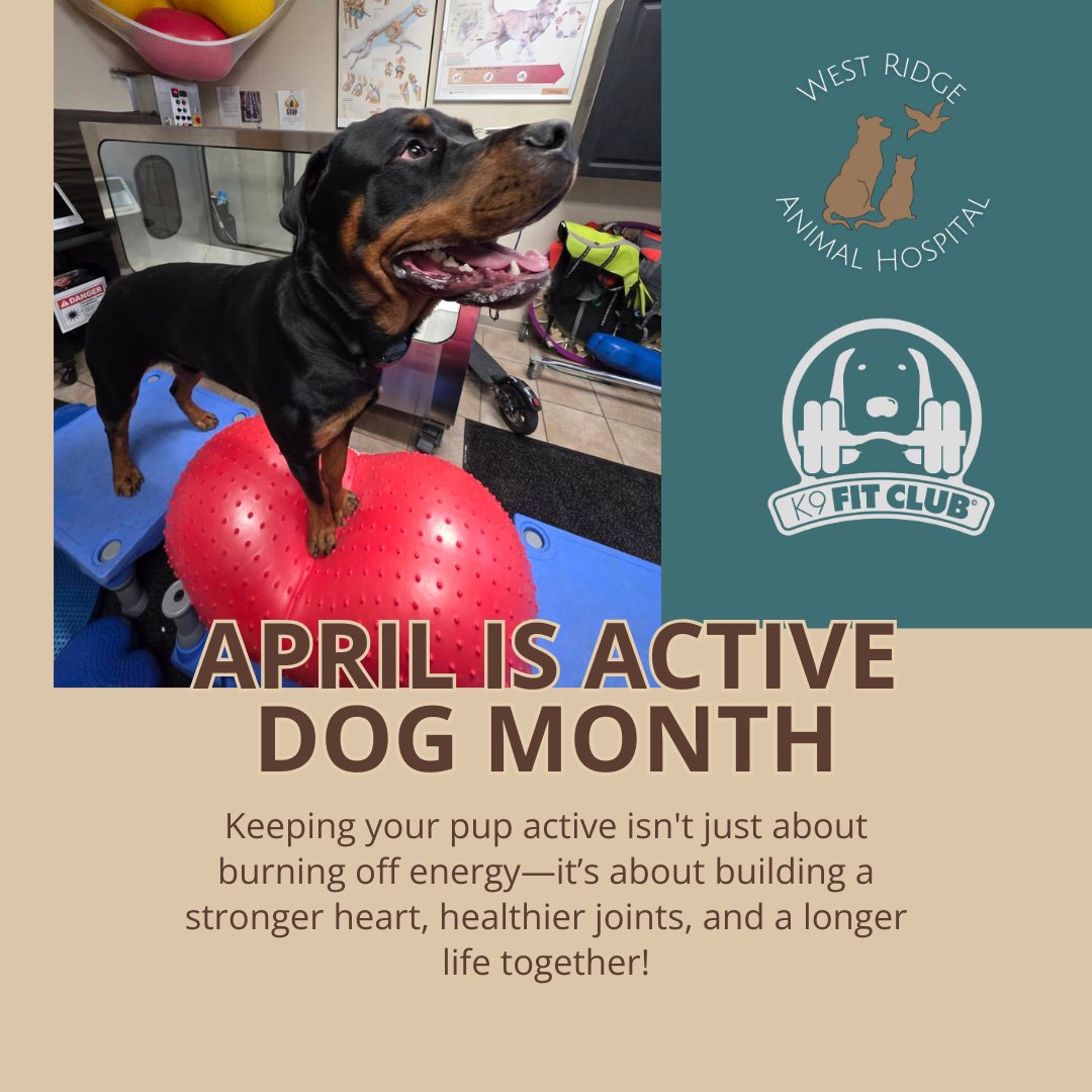 Did you know that April is Active Dog Month? Keeping your pup active isn't just about burning off energy—it’s about building a stronger heart, healthier joints, and a longer life together!
If you’re looking for a fun, structured way to level up your dog’s exercise routine, why not sign them up for their very own fitness class? K9 Fit Club Greeley is a great way to keep your "WRAH Warrior" in peak condition.
Before you start a new high-intensity workout, it’s always a good idea to make sure they’re ready for the challenge! If you have questions about your dog’s mobility or fitness level, the team at West Ridge Animal Hospital is always here to help.
@k9fitclubgreeley
#ActiveDogMonth #K9FitClub #WestRidgeAnimalHospital #GreeleyDogs #DogFitness #HealthyPets #WRAHWarrior
