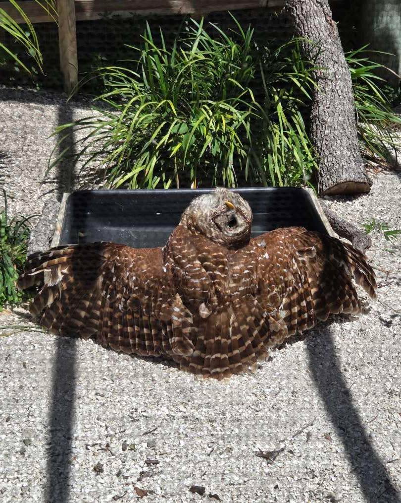 Basking in the outpouring of love we have received through the Giving Challenge! Wow! Thank you all so much for caring and being a part of helping wild birds get a second chance! There’s only 30 minutes left for donations to be matched, and then it’s over! Please help us make the most of it by sharing this post! Link to donate is in our bio! ❤️
Thank you!
#gratitude #fundraiser #wildlifeconservation #birdlovers