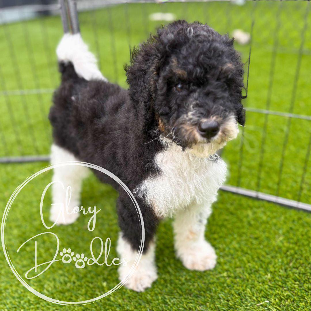 Meet Miss Pink 🩷 She’s a mini Multi Generational Bernedoodle with lots of personality and high human focus! It truly doesn’t get much better than this - she’s one of a kind!
#minibernedoodle #bernedoodlepuppies #bernedoodle