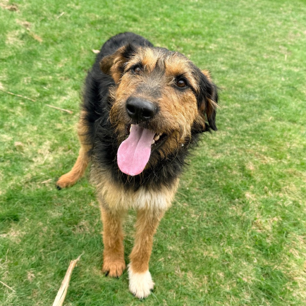 🩷RENA🩷 is a sweet, easygoing girl who just wants to hang out and be part of things. She’s friendly with everyone - dogs, people, who ever is around -and she’s happy to go with the flow. Walk? Sure. Couch time? Absolutely.
She’s got an adorable scruffy coat and one perfect little white sock 🐾 that makes her even more charming.
She is dog and kid friendly. Hasn't met cats.
If you’re looking for a laid‑back companion who fits in anywhere, Rena’s your girl.
She's about a year old, 63lbs, medically up to date, spayed, and waiting for you at PawSafe (348 Old Colony Rd. Eastford, CT!