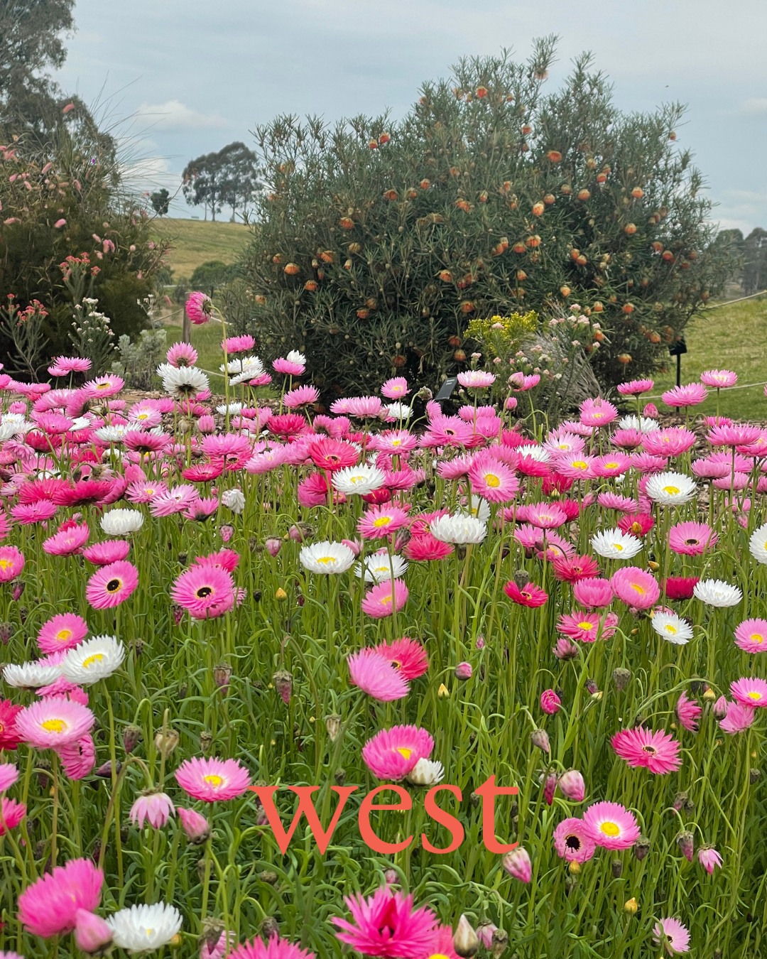 On Thursday 21 May, @camdencouncilnsw is facilitating Macarthur Together – a regional forum bringing together councils, tourism operators, industry and stakeholders from Camden, Campbelltown and Wollondilly to strengthen collaboration and grow the regional visitor economy.
The Forum will highlight the region's diversity and explore the evolving visitor economy including the impact of Western Sydney International Airport, and how the Macarthur region and its Visitor Economy can grow.
Designed to connect, explore and inspire - attendees will hear industry insights and be part of a panel discussion with regional and state tourism leaders to explore emerging opportunities as well as a behind-the-scenes perspective of The Australian Botanic Garden Mount Annan.
Facilitated by The WEST Journal founder Dean Boone, with voices from across state and regional tourism, this is about practical collaboration to lay the foundation for ongoing regional partnerships.
When: Thursday 21 May 2026
Time: 8:30 am - 12:00 pm
Where: Australian Botanic Garden Mount Annan NSW 2567
Be part of the story shaping Macarthur.
Reserve your spot for free in our bio.
@australianbg @campbelltowncity @wollondillyshirecouncil @deanboone_west
#TheWESTJournal #whatareyoudoingthisweekend #travel #culture #VisitorEconomyEventbrite