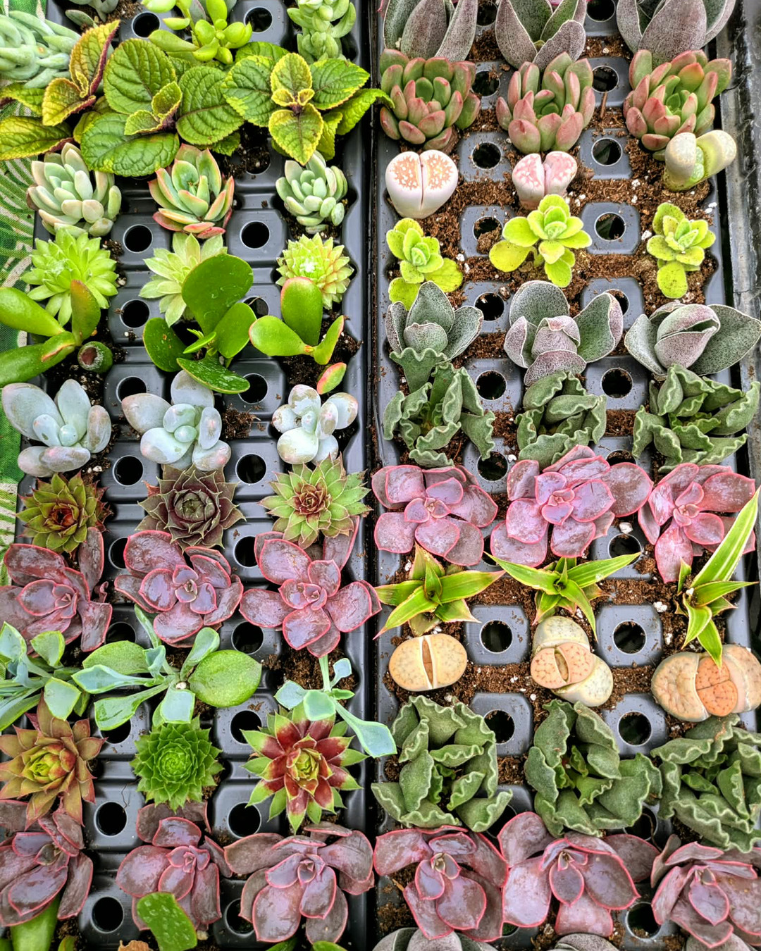 Tiny succulents. Big meaning 🌱💚
We personalize each mini with eco-friendly tags, simple custom planters, and branded wraps — designed to feel special without adding waste.
✔ Sustainable materials
✔ Clean, custom styling
✔ Bulk-friendly for weddings + events
✔ Shipping across Canada 🇨🇦
Beautiful, thoughtful favours your guests will actually keep.
From 30 to 300+, we scale personalization without the high cost — or the plastic.
Ready to create yours?
Tap the link in bio to learn more ✨
Let’s design your look 👇
Tags or wraps?
Minimal 🌿 or branded 🎁?
Classic 💚 or custom message?
Tell us your combo in the comments 💬
#SustainableWedding #EcoFriendlyFavors #SucculentFavors #WeddingPlanning #CanadianWeddings #GreenEvents #PlantFavors #EventPlannerLife #EcoDecor #ShopSmallCanada #GTPlants #WeddingInspo #CorporateGiftsCanada #SustainableEvents