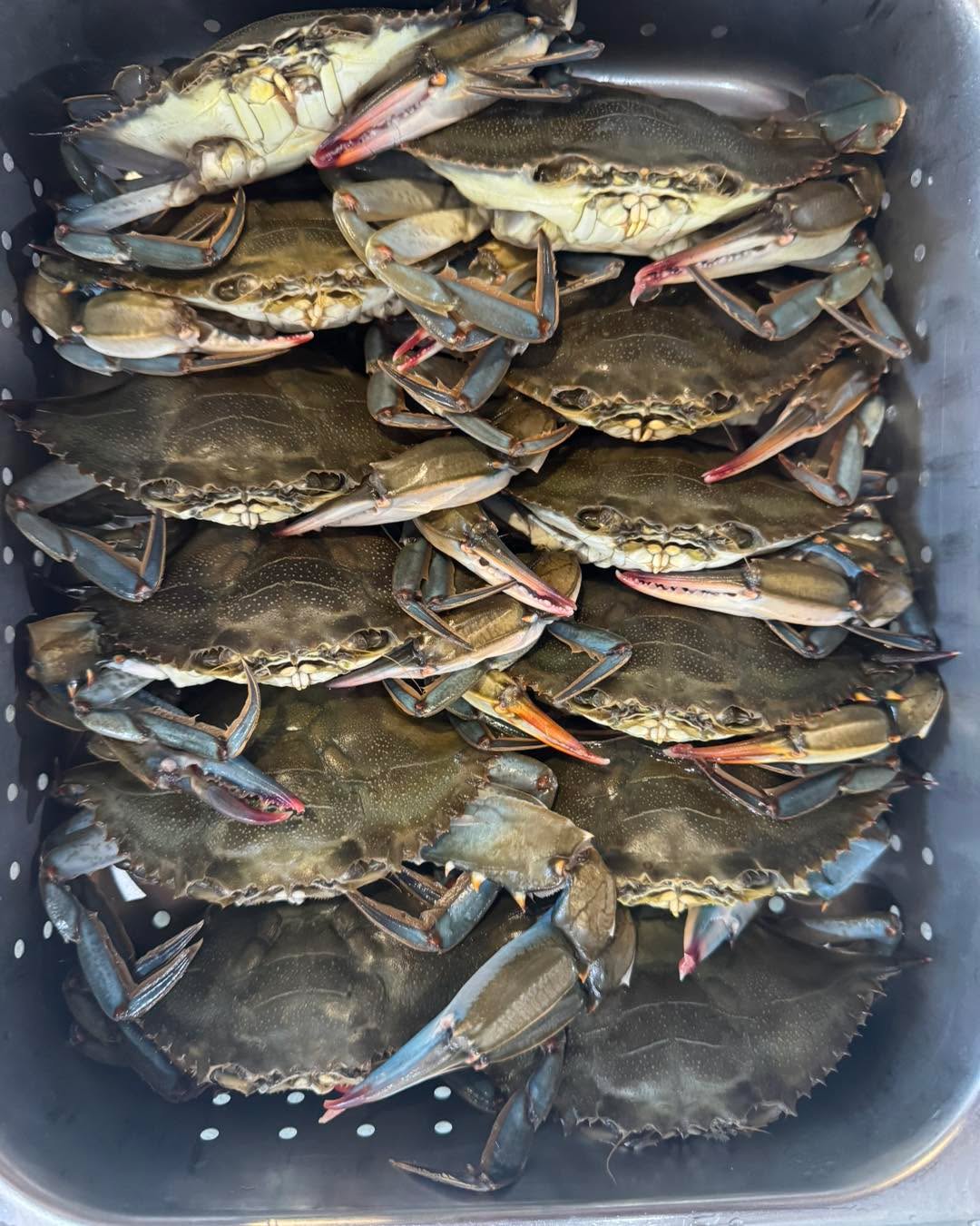 🦀🦀Soft-Shell Crabs are BACK! 🦀🦀
Limited Softies in house - make sure to stop by and grab a few!
Great to Fry, even better Sautéed!!
Open Daily 10am to 9pm
631.728.FISH
#seafoodmarket #outoftheblueseafood #outoftheblue #longislandseafood #local #seafood #eastend #fresh #easthampton #watermill #shinnecock #hamptonbays #southampton #hamptons #longisland #bridgehampton #westhampton #montauk #softshellcrab #blueclaws #blueclawcrabs #blueclaw