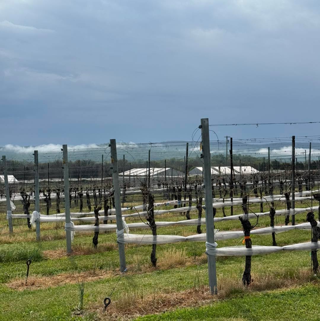By now you’ve probably heard how bad the vineyards in our area were hit by this past week’s hard freeze. We too are seeing damage in our vineyard, and it will take us a few more weeks to gauge the full extent of it. We appreciate your loyalty and all of the expressions of support. We will keep you briefed as we are better able to. As you likely know, all of this will affect our 2026 vintage and beyond. For now, we focus on the present and keep doing what we love the most; crafting wines and serving you, our patrons, who have become like family to us.
Cheers, 🍷
Your ACV Family
#family #wine #smallbatchwinery #smallbatchwine #grateful #gratefulheart #gratefulthankfulblessed #winelovers #antietamcreek #winerylife