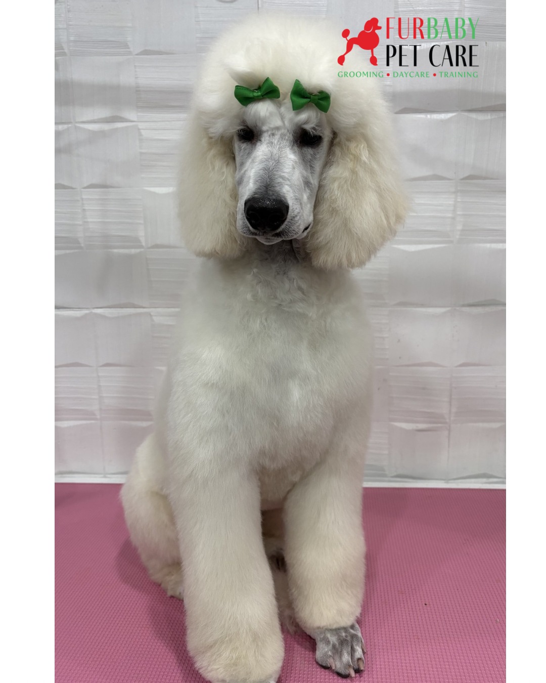 Zoyak the Standard Poodle's first hand-scissored puppy trim. โ๏ธ๐ฉHe's already serving absolute elegance and developing his table skills awesomely ๐
โจ