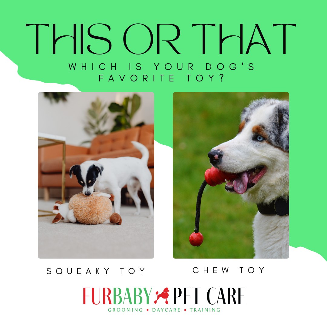 An ABSOLUTELY important question for all the doggos out there 👀🐾
Is your dog team squeaky toys 🎾🔊 or team chew toys 🦴😌?
Let us know what keeps those tails wagging! 🐶💬
