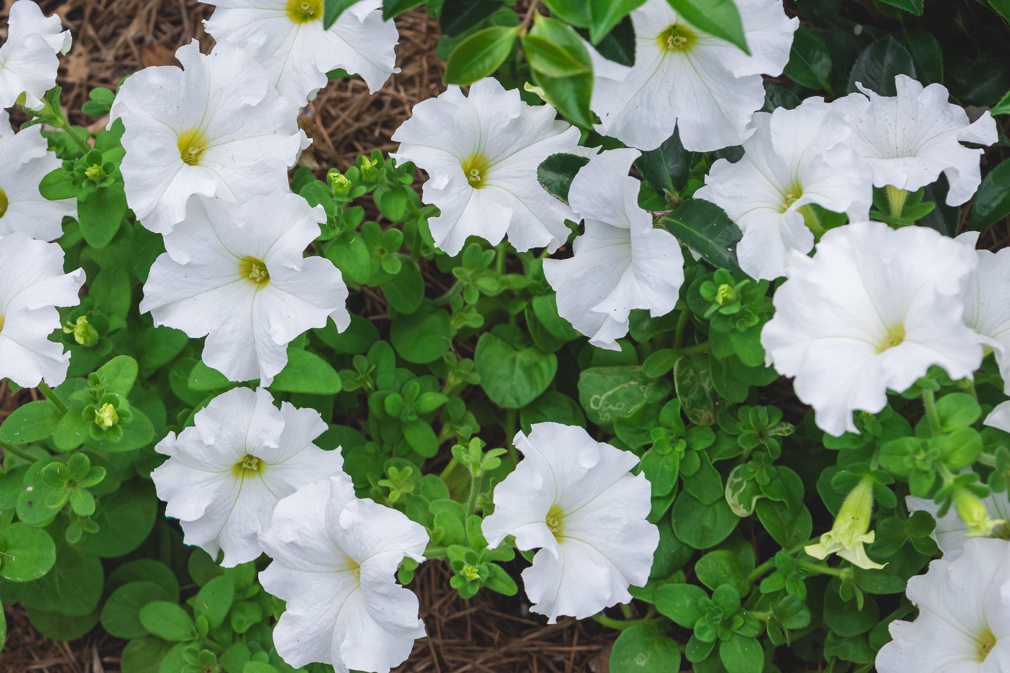 ✨NEW BLOG POST ✨
Spring doesn’t last long in New Orleans—but your landscape color can. 🌸 From heat-loving vincas to long-blooming pentas and elegant agapanthus, these are the flowers that keep your beds looking fresh well into summer.
Read more on the blog. ( Link in the bio⤴)