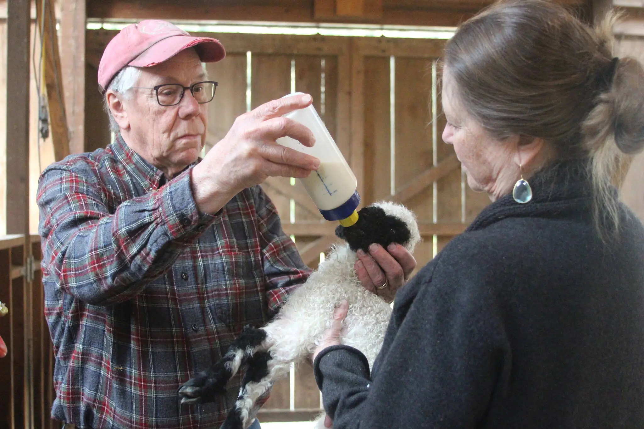 Wild Rose Farm was featured in an article by the Whidbey News Times recently ahead of Spin-In, held by the Whidbey Weaver’s Guild this past weekend 🐏🧶✨
It was lovely to be visited by @whidbeynewstimes to show them all the excitement of lambing season🍼 and to follow it up with the Spin-In event and get to meet so many of you for the first time! It’s so wonderful to be a part of such a tight knit (😉) community of fellow fiber lovers here in the Northwest 🧶❤️ We absolutely love being asked about our sheep and sharing their wool, so our sincerest thanks to everyone who stopped by our booth this weekend!
🔗 📰 Read the full article with the link in our bio.
Photo Credit 📸: Marina Blatt
#spinin #whidbeyweaversguild #spinnersofinstagram #whidbeyisland
