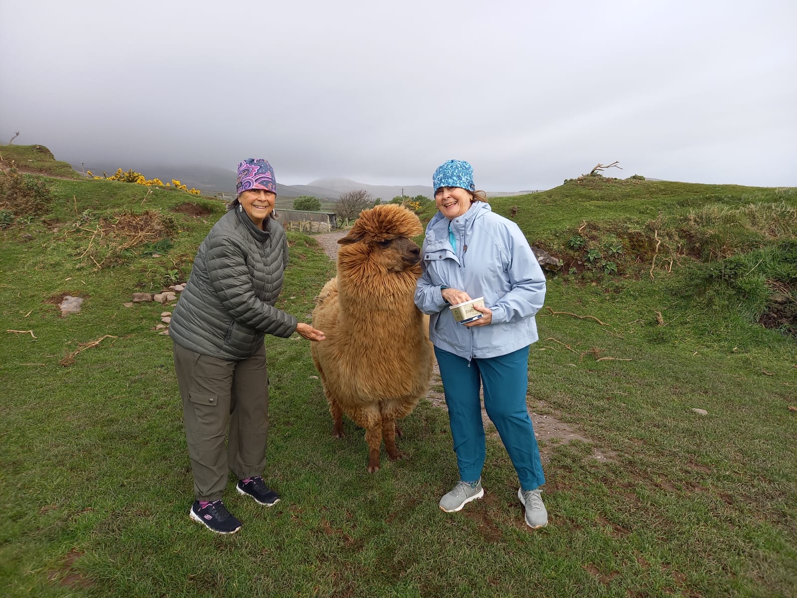 We’ve got a new guest on our 7 Day South by West Experience… 🦙
Thanks to our guide Ruth for the photo!
#LittleGemTour #SouthByWest #MeetTheLocals #UnexpectedGuests #IrelandTravel