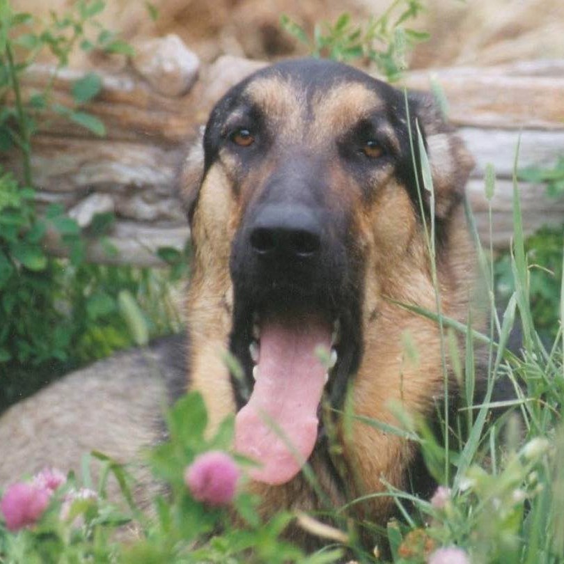 😛 Happy TOT Blueberries! 🍃
We hope you enjoy these sweethearts!!
Be sure to keep sending us your TOT beauties! 🥰
☎️ 613-264-2689 (Call or TEXT)
📱 info@blueberrycreekvet.ca
#TOT #blueberrycreekvet #vetmed #petsofperthontario #funnypets #cutepets #vetmedhumour #marchvibes #petlove