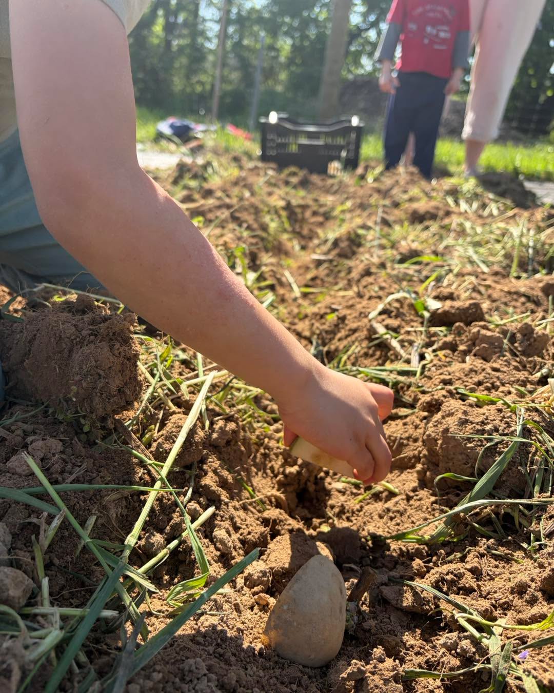 There’s something special about working side by side across generations 🌱
Today’s sunshine, fresh soil, and shared laughter made for the perfect backdrop as we came together to get the potatoes in the ground. Different experiences, different perspectives, one common goal and a whole lot of teamwork.
Moments like this remind us that growth doesn’t just happen in the field, it happens between us too.
Here’s to planting seeds, sharing knowledge, and building something meaningful together 💚🥔
#SpringPlanting #Teamwork #GenerationsTogether #GardenLife #GrowingTogether
