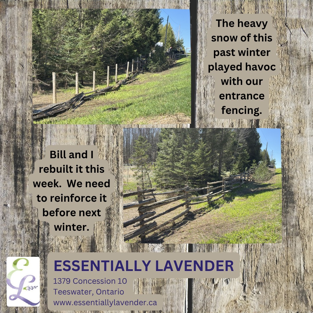 It was a tough winter at Essentially Lavender in Bruce County. The frequent and heavy snows took down most of the rail fence along Concession 10 by our entrances. Bill and I rebuilt it this week while enjoying some warm, sunny weather. We will need some heavy duty reinforcing before next winter!
#railfences #lavenderfarm #farmentrance #wintersnow #teeswater #brucecounty