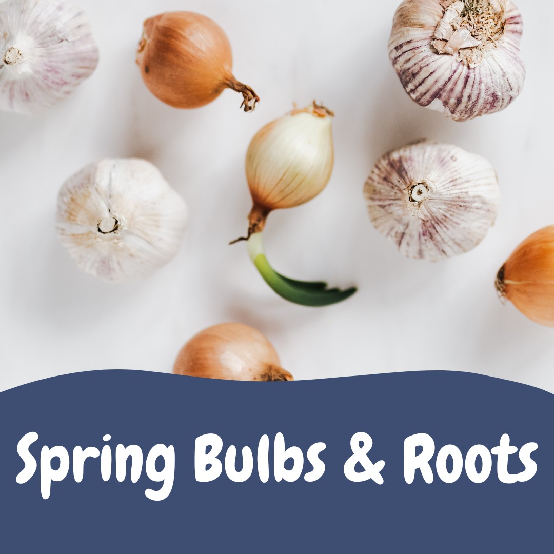 Looking for something to plant? You have some great options! Spring is the best time for so many favourite bulbs and roots - here's a few of our favourites!
Onions - we have lots to choose from! Onion sets are easy to plant and come in a variety of colours and flavours: red, white, yellow, Spanish, scallions and multipliers. Plant a little of each and find your favourite, eaten fresh or stored for later!
Garlic - spring is a great time for softneck garlic, which can be a bit milder and grows more cloves than hardneck. It doesn't need a cold period so you can plant it as soon as it warms up a bit more!
Rhubarb - a great investment for future seasons! While you plant rhubarb now, you don't want to harvest in the first year - give it time and you'll have years of delicious pies!
Asparagus - you can plant your crowns this year, but they do better if you let them establish for 1-2 years first! Patience makes this perennial worth the wait.
Strawberries - a family favourite! Strawberry crowns are so easy to plant and harvest fruit fom! Just make sure you know if you're planting a June bearing, everbearing, or day-neutral variety, as this affects how many harvests you'll have.
Now is the best time to pick up all your bulbs and roots before spring properly arrives, so stop by Apache Seeds while everything is in stock! 🍓🧅🧄
(P.S. the potatoes are also here! 🥔)
.
#apacheseeds #yeg #edmonton #yeghorticulture #shopyeg #yeglocalbusiness #gardening #spring #onionsets #springbulbs #strawberries #garlic #asparagus #rhubarb