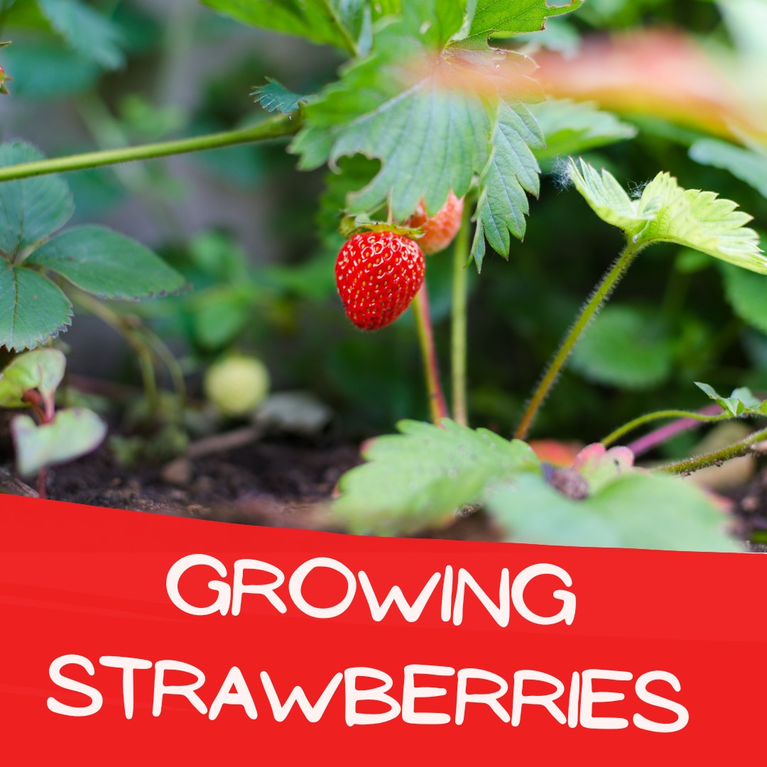 Who doesn't love growing their own strawberries? 🍓 We sure do!
Strawberries are a lot of fun to grow yourself, and can be done easily in the ground or in a container depending on how much space you have to work with. Strawberries start as crowns, the begining of a plant with a root system ready to be potted up. Space out your crowns and water them before putting them in a nice sunny spot to grow. Add a layer of mulch on top of the soil surface to help prevent your fruit from getting wet and gross when they start coming!
It's important to know the different types of strawberry plants before you choose one. There are three kinds: June-bearing, ever-bearing, and day neutral. June-bearing have a big early crop in June, and sends out quite a lot of runners and plant growth afterwards but no more fruit until the next season. Ever-bearing have 2-3 crops over the summer, giving you lots at once but over time. Day neutral are the most productive over a period of time, producing ongoing harvests of strawberries but less at once. Choose one of each type to have the most productive season and strawberries all summer! 🍓
.
#apacheseeds #yeg #edmonton #yeghorticulture #yeglocalbusiness #shopyeg #gardening #plantingtips #planting #plantingseason #spring #strawberries