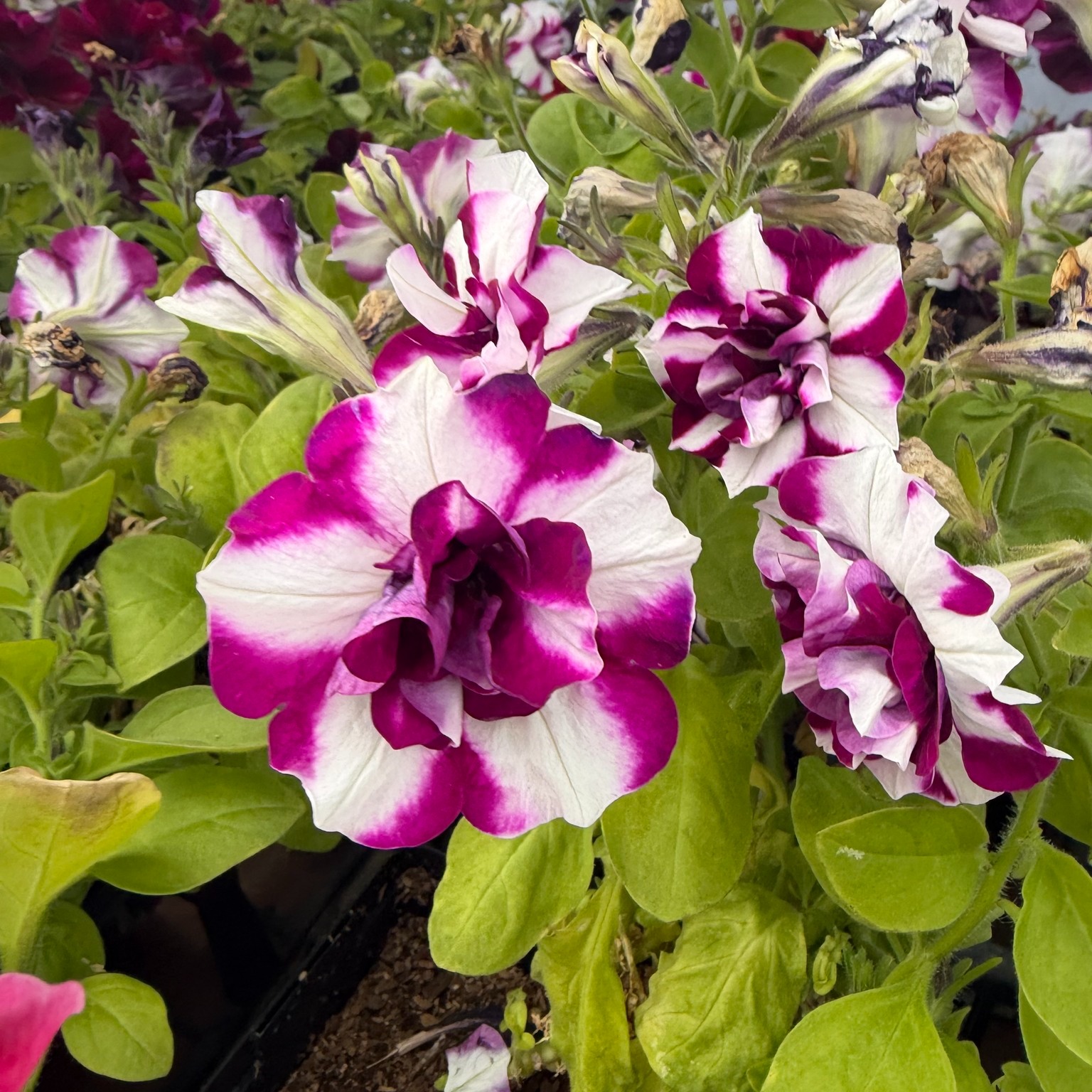 A few of our crazytunia petunia varieties are ready to stretch out in real soil - so they are 50% OFF today! Swing by 10a - 3p today!