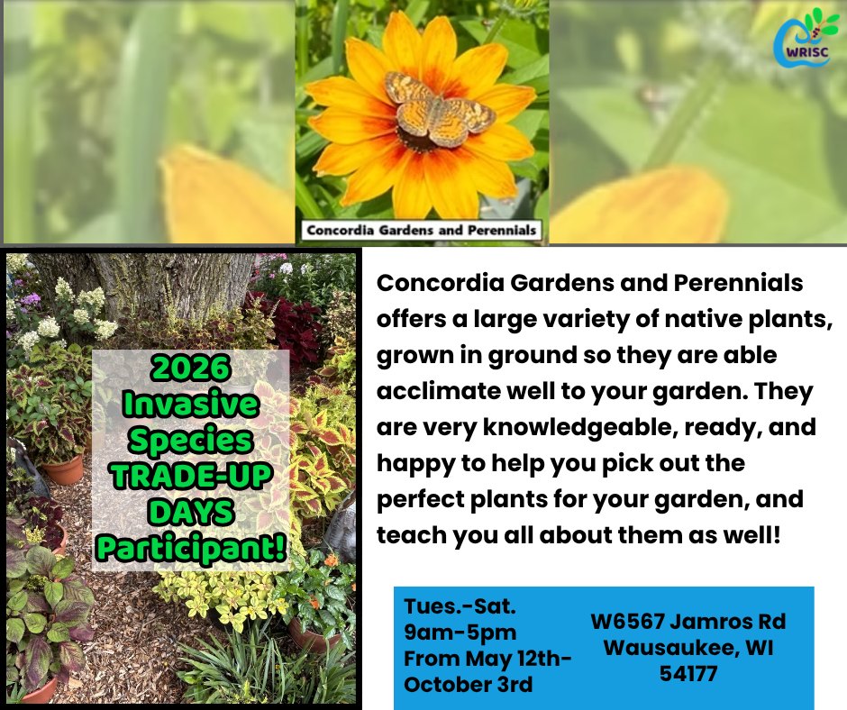 Take a look at Concordia Gardens and Perennials! They will be accepting vouchers for 2026 Invasive Species Trade-Up Days! They will be open from May 12th to October 3rd.
Stop by with your voucher, and they will help you pick out a great native shrub or perennial!
More info about Trade-Up Days: https://www.wrisc.org/trade-up-days
#michigan #wisconsin #nativegarden #shoplocal #nativeplants #invasivefree