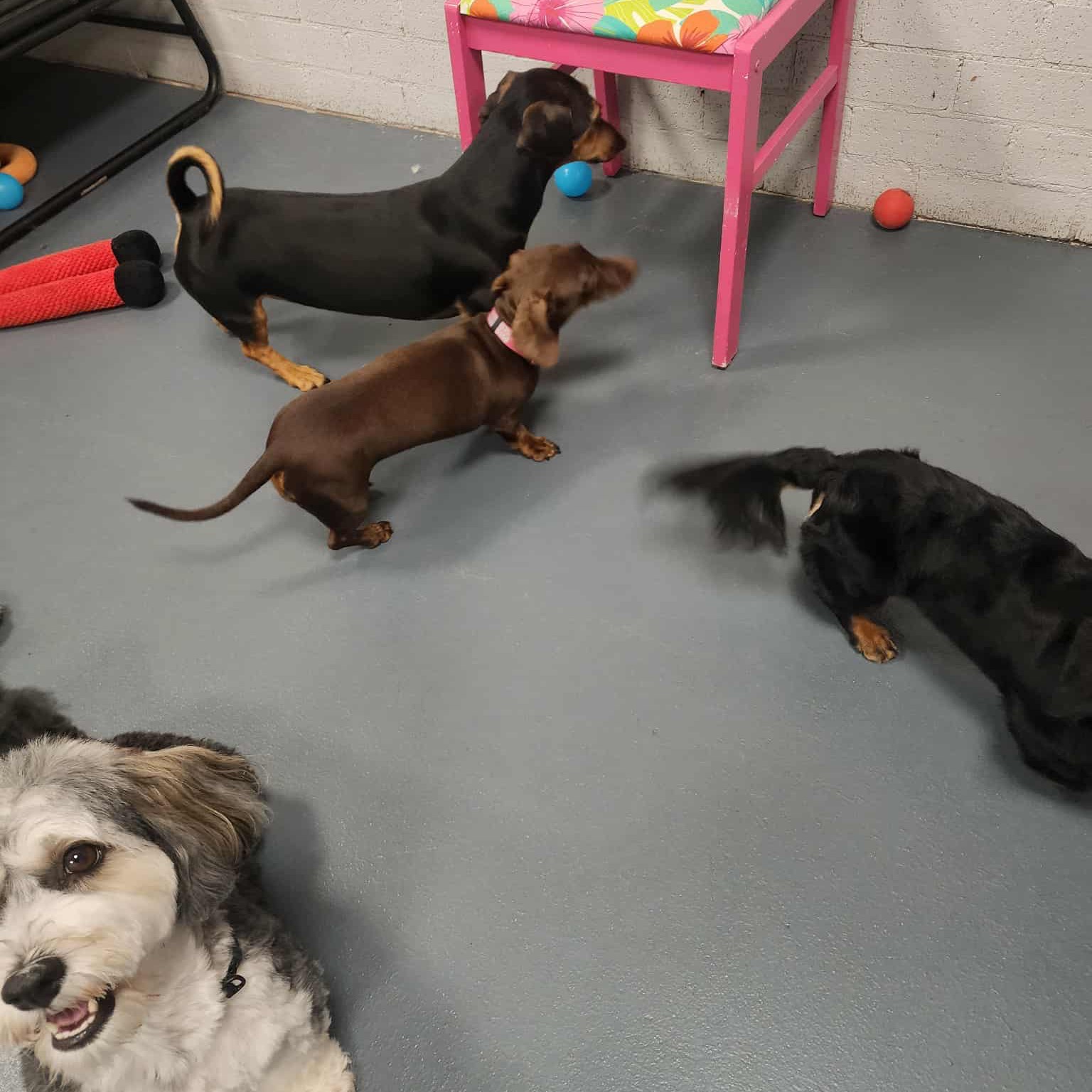 What a busy weekโฆ TGIF ๐
๐พ
Enjoy this doggie daycare photodump of pups who clearly did NOT understand the assignment: sit still for one second so we can snap a pic! ๐ธ๐จ
