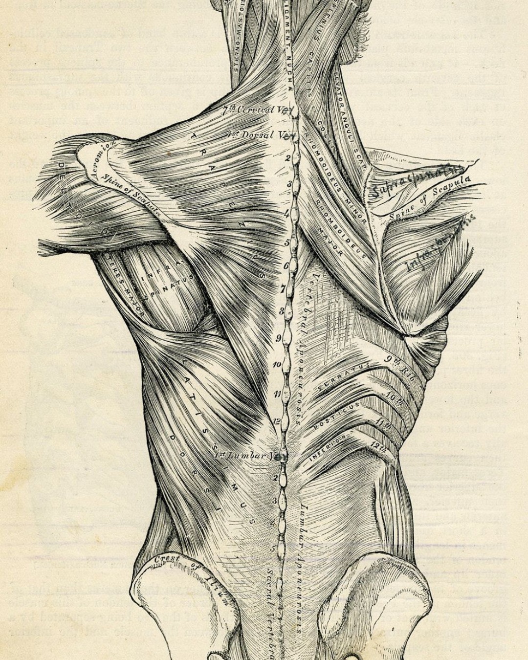 It is said this year is also confronting what we've neglected structurally. So this can be our posture, chronic tension patterns, our foundational movements. And of course, our practice is one that actually focuses on our potentiality for our structure.
#ArtemisMovement #ArtemisInTheWild #MindfulMovement #TherapeuticMovement #PosturalMovementPractice