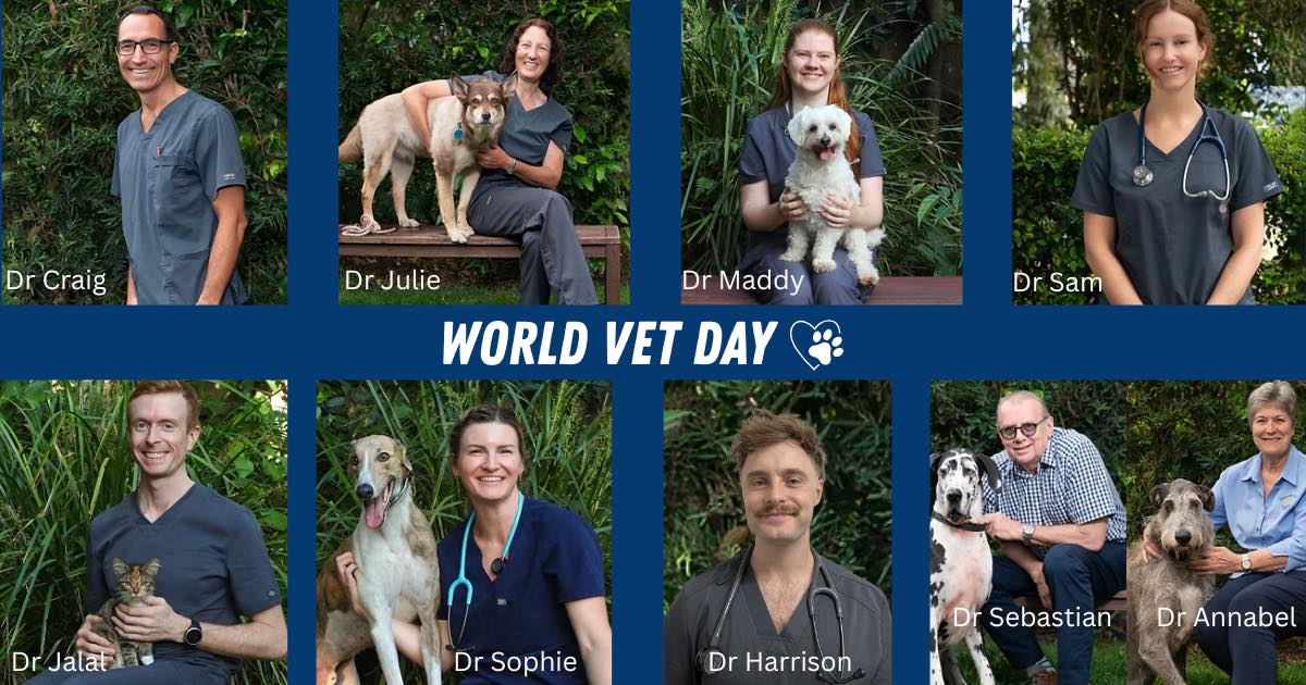 As World Vet Day fell on Saturday the 25th of April this year, we are having a belated celebration today for our incredible veterinarians who care for all our patients with skill, dedication, and a whole lot of love. 🐾💙
From routine check-ups to life-saving procedures and everything in between, our awesome team works hard every single day to make a difference.
Happy World Vet Day CPVS! 🐶🐱