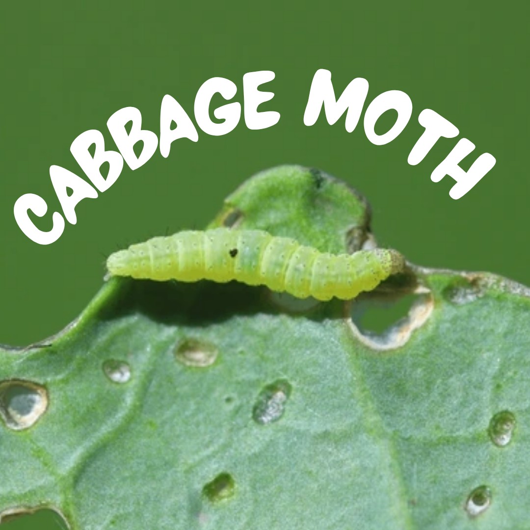 Have you ever had "skeleton leaves" in your vegetable garden before? One of the usual suspects is the cabbage moth, which devours brassicas and mustards in its larval stage. It can be hard to fight these little green worms, but we have a few options for you! 🐛
Using a row cover over your leafy greens can keep the adult moths (those little white ones!) from laying eggs in your crops. You can use a biological pesticide called BTK (Bacillus thuringiensis) on the leaves as well to kill the larvae without affecting other insects and pollinators. Make sure to get the undersides of the leaves! You can also try a repellant plant such as onion, garlic, tomato, sage, mint, nasturtium, hyssop, and rosemary.
Do your best to keep these lil' guys under control, and you can save your brassicas from an early grave! Watch for those chewed holes and keep up the defenses. 💪
.
#apacheseeds #yeg #edmonton #yeghorticulture #yeglocalbusiness #shopyeg #gardening #cabbagemoth #cabbagemoths #pests #pest #bug #bugs #pesticides