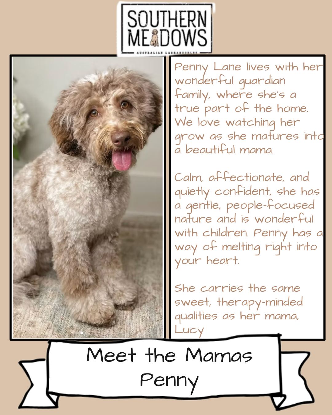 Meet the Mamas 🐶 | Penny Lane 🤍
Penny Lane lives with her wonderful guardian family, where she’s a true part of the home. Calm, affectionate, and quietly confident, she has a gentle, people-focused nature and is especially wonderful with children.
She carries the same sweet, therapy-minded temperament as her mama, Lucy—a line we truly treasure.
We’ve been looking forward to this pairing…
Penny and Landry, our exceptional chocolate tri-phantom stud, are expected to produce something truly special. If these little ones take after their parents, they’re going to have the kind of temperament and presence that stands out.
Swipe to see more of Penny—and the handsome Landry at the end 🤍🐶
#MeetTheMamas #SouthernMeadowsDoodles #SMDPups
#AustralianLabradoodle #LabradoodlePuppies
#FamilyDog #TemperamentFirst #PeopleFocused
#FuturePuppy #PuppyLove #NewPuppy
#DogsOfInstagram #DogLoversOfInstagram #FurryFamily