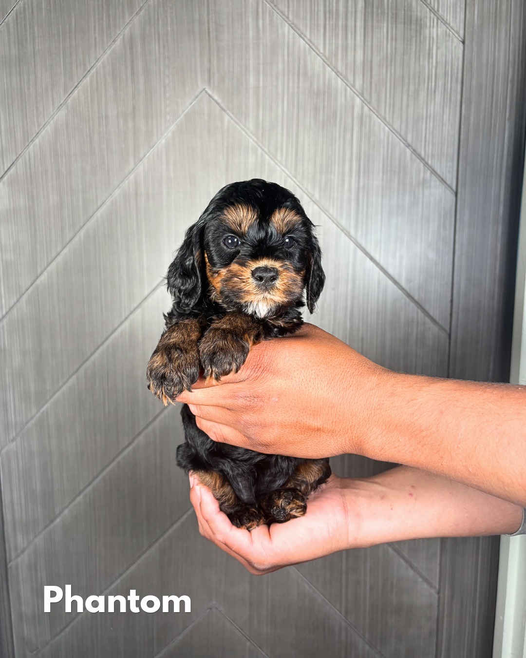 š¶ VOTE TIME
Hattie Bās Brady Bunch is bringing the variety⦠and we want to know ā which one is YOUR favorite? š
From Phantom to Sable, Chocolate to Black⦠this Southern Meadows Australian Labradoodle litter is already showing off some seriously beautiful possibilities. š¶
Meet a few of the crew:
š¤ Marcia ā Phantom
š« Mike ā Chocolate
š¤ Brady ā Sable
š¾ Bobby ā Black
Week 6 picture day is almost here⦠but hereās your sneak peek before the full reveal. š
š DROP YOUR FAVORITE BELOW š
Phantom, Chocolate, Sable, or Black?
#SouthernMeadowsAustralianLabradoodles #SouthernMeadowsPups #AustralianLabradoodle #MiniAustralianLabradoodle #AuthenticAustralianLabradoodle #LabradoodlePuppies #BradyBunchLitter #PuppyLove #PhantomLabradoodle #ChocolateLabradoodle #BlackLabradoodle #SableLabradoodle #FamilyDog #TherapyDogProspect #WALABreeder #ALAABreeder #AvailablePuppies #AustralianLabradoodlesOfInstagram #DogsofInstagram #PuppyCulture #MiniLabradoodle #PuppysofInstagram #LabradoodleLife #FutureBestFriend