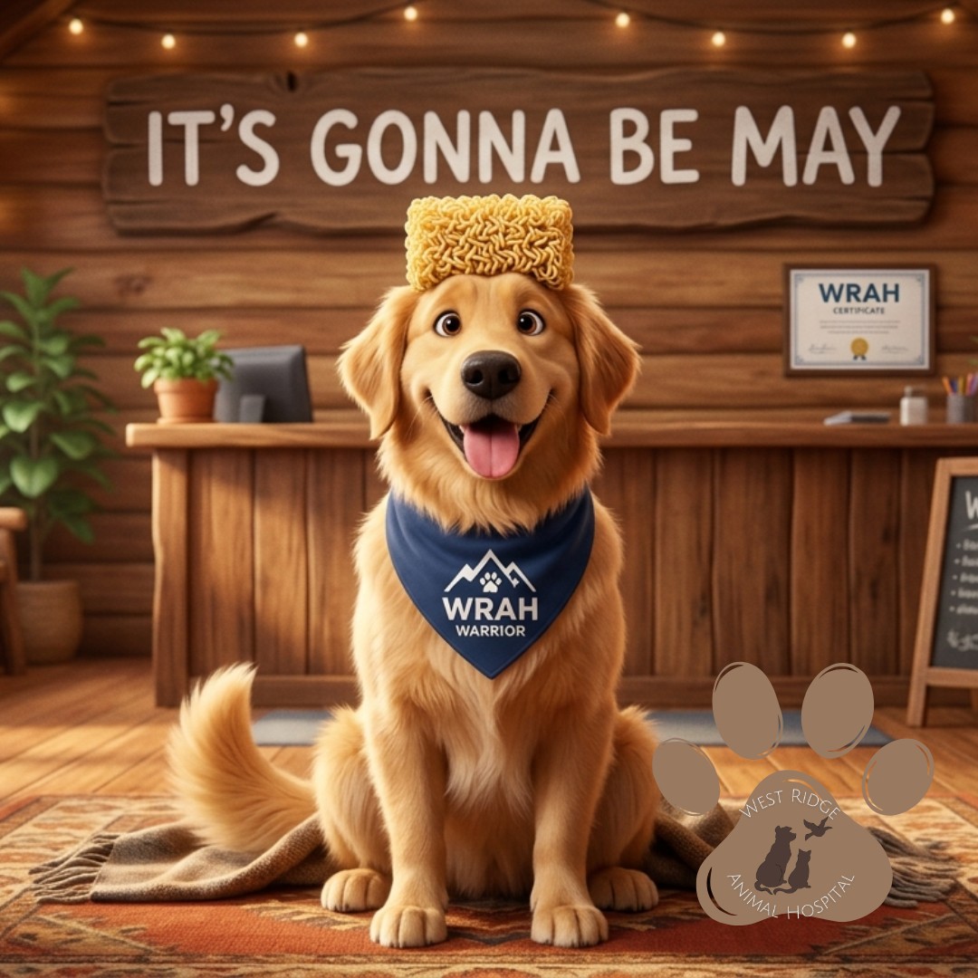 It’s Gonna Be May! 🍜🐕
We couldn’t resist. Whether your hair looks like ramen or your heart belongs to a boy band, one thing is for sure: May is almost here!
As we head into a new month, it’s the perfect time to make sure your WRAH Warriors are protected for the summer.
✔️𝗛𝗲𝗮𝗿𝘁𝘄𝗼𝗿𝗺 𝗧𝗲𝘀𝘁𝗶𝗻𝗴:Ensure they're clear to start preventatives.
✔️𝗙𝗹𝗲𝗮 & 𝗧𝗶𝗰𝗸: The "uninvited guests" are coming out to play!
✔️𝗦𝗰𝗵𝗲𝗱𝘂𝗹𝗲 𝗮 𝗖𝗵𝗲𝗰𝗸: Let’s get those annual exams done before the summer adventures begin.
Give us a call to make sure your pet is ready for the "May-hem" of summer fun!
#ItsGonnaBeMay #WRAHWarrior #GreeleyVets #JustinTimberlakeDog #RamenHair #PetSafety #SummerIsComing #WestRidgeAnimalHospital