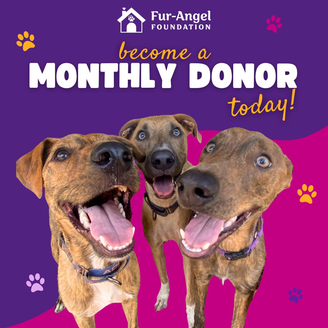 Every rescue, every second chance, every forever home—it all starts with consistent support.
By becoming a monthly donor to Fur-Angel Foundation, you provide reliable funding for food, medical care, and safe shelter for dogs who need it most. It’s one of the most impactful ways to help us plan ahead, respond quickly, and continue saving lives year-round.
Even a small monthly gift makes a big difference.
Join our community of monthly donors today and be part of every rescue story. 🐾