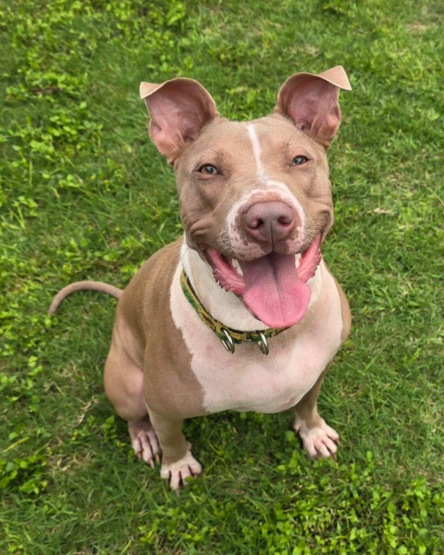 Meet **Ditto** 🐾
This 1-year-old Shar Pei mix is equal parts playful, cuddly, and full of personality. At 43 lbs, Ditto loves just about everything—walks, adventures, car rides, treats, and soaking up all the love and attention from her people. She’s happiest when she’s by your side (or under the covers at bedtime with you 💜).
Ditto is great with kids and can do well with other dogs when properly introduced—especially larger male dogs. She’s a happy, energetic girl who will greet you like you’ve been gone for years… even if it’s only been five minutes.
She’s had a tough past and can be a little timid with new people at first, but with patience (and a few treats), she warms up and shows just how sweet and loyal she really is. Ditto would thrive in a home that understands her boundaries and is ready to give her the love and consistency she deserves.
If you’re looking for a fun, affectionate best friend with a big heart and an even bigger personality, Ditto might be your girl.
Apply to adopt and learn more at https://www.furangelfoundation.org/adopt-a-dog/ditto. 🐶💫