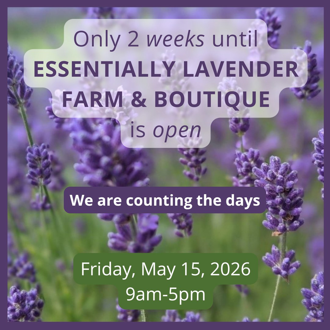 It is only two weeks until the lavender farm and boutique open at Essentially Lavender. We will have lavender plants for sale as well as all of our small batch, natural lavender home and body care products. We hope to see you soon!
#lavenderfarm #lavenderboutique #lavenderplants #lavenderproducts #naturalproducts #teeswater #formosa #mildmay #walkerton #wingham #kincardine #ripley #ruralgardensofgreyandbrucecounties #ontariolavenderassociation