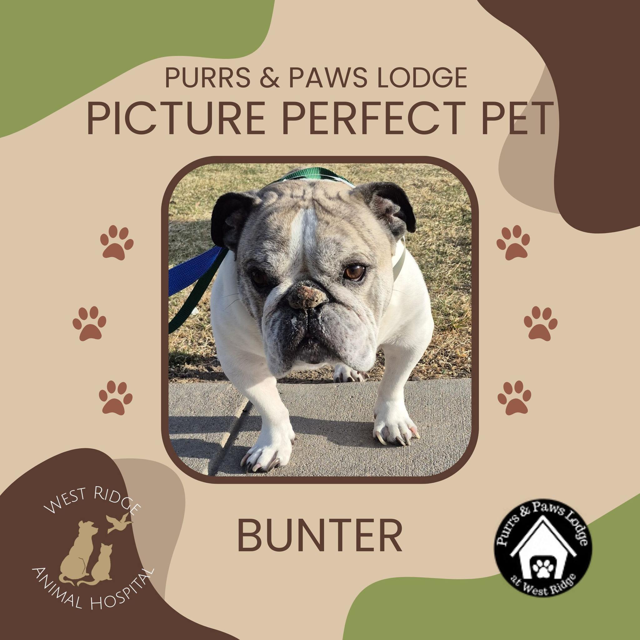 🌷 May Boarding Pet of the Month: Meet Bunter Willis! 🐾
We are so excited to continue our new monthly tradition of highlighting the incredible guests who stay with us! For the month of May, please join us in giving a big "paws up" for the king of character... Bunter!
Bunter is an English Bulldog with a personality that is truly larger than life. Whether he’s giving a sassy "side-eye" or talking back to the staff, he keeps everyone in our boarding ward laughing.
Here is what his "fan club" has to say about him:
"Bunter is such a fun little guy! He always knows when dinner is and is always very ready for it! He has the funniest little 'gargoyle noises' that make my day every time I come in for my shift. He does have a bit of an attitude, but that's what I love about him—he is very much himself all the time! I'm so glad he won, good job Bunter!"
— Madeline (Boarding Attendant)
"Bunter Willis is picture-perfect in the most hilariously unconventional way. As an English Bulldog, he’s built like a tank but operates entirely on his own stubborn schedule. He grumbles and 'talks' in a raspy old man voice as though he has seen it all, adding a whole personality to every sigh. Despite his attitude, Bunter has a charm that’s impossible to resist."
— Elizabeth (Boarding Attendant)
"Every time Bunter stays with us I'm excited because he's just a silly guy who always puts a smile on my face! He has a unique little bark and loves talking—sometimes I'll stand and talk to him and it feels like we’re actually having a conversation! He's also so cute during his little naps because he sleeps so hard and looks so comfy in his bed!"
— Charlie (Boarding Attendant)
We are so lucky to have Bunter as part of our WRAH family. Congratulations on being our May Pet of the Month, Bunter! We can't wait to hear more of your "old man" stories during your next stay.
#PetOfTheMonth #WRAHWarrior #GreeleyVets #BoardingLife #EnglishBulldog #BunterWillis #DogPersonality #FearFreeBoarding #WestRidgeAnimalHospital
