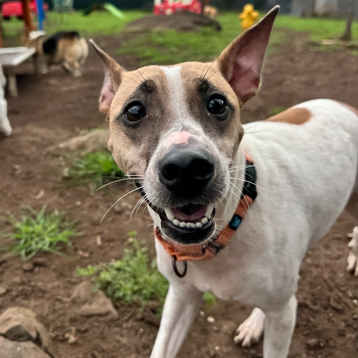 Meet **Tasha** 💕🐾
2 years old, 26 lbs, and just the right mix of fun-sized and full of personality. Tasha is the kind of dog who’s always ready to hang, whether that’s joining you on an adventure or just vibing at home.
She’s got that playful, happy energy, and she’s the perfect size for basically any lifestyle. Need a walking buddy? She’s in. Want a couch companion? Also very in.
Tasha has been patiently waiting for her forever home since April 2024, and we’d really love to see her get her chance. She’s a good girl with a lot of love to give - she just needs her person.
Think Tasha might be your match? Check out the link to learn more 🐶✨
https://www.furangelfoundation.org/adopt-a-dog/tasha