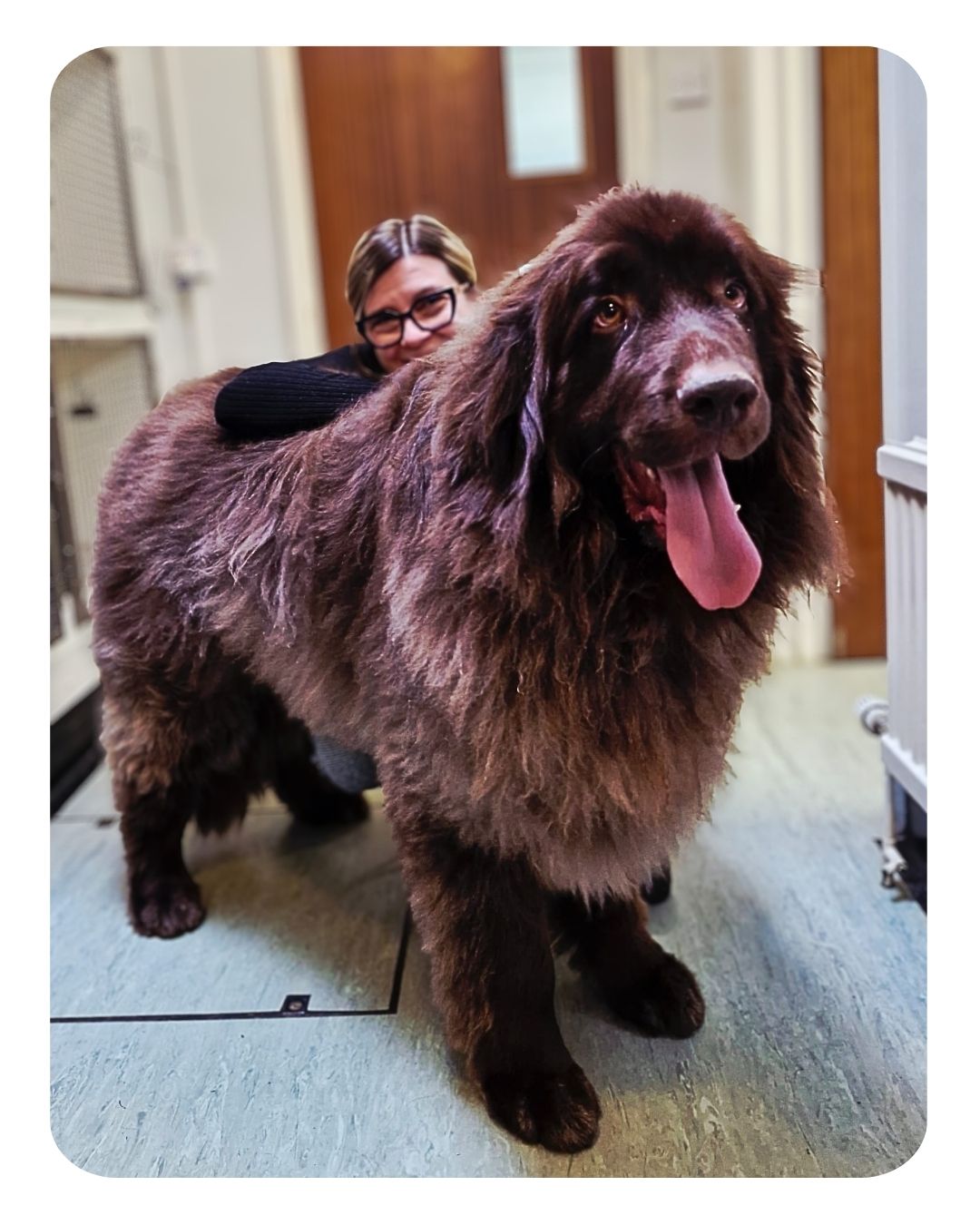 This gentle giant is Koda, a 74kg Newfoundland pictured with his vet Aleks🐾
Koda has sub aortic stenosis- a heart condition where a narrowing just below the aortic valve, makes it harder for blood to leave the heart. Whilst Koda is currently not on any medication, it is important he’s monitored closely as it may be required if the disease was to progress. As part of this monitoring he comes to see Aleks for an echocardiogram- an ultrasound scan of his heart and blood tests to assess disease markers. He’s always a perfect patient🐶
Well done to Koda, his diligent owners, Aleks and all the team involved in his care👏