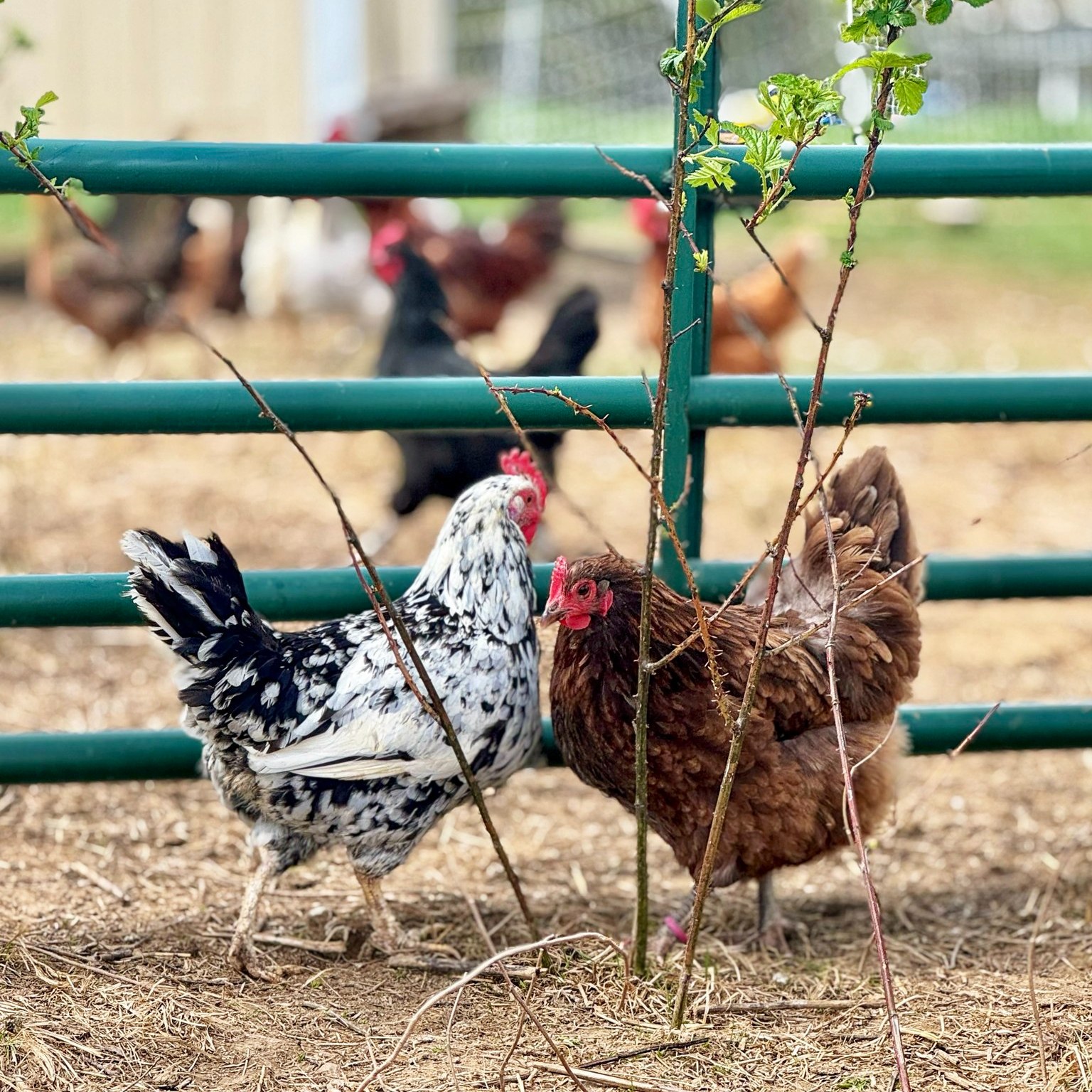 🐔 Farm Fact Friday:
A hen can recognize over 100 faces — both human and animal. Chickens are smarter than many people realize!
#FarmFactFriday #TheShireFarm #FarmLife #ohiopastureraised