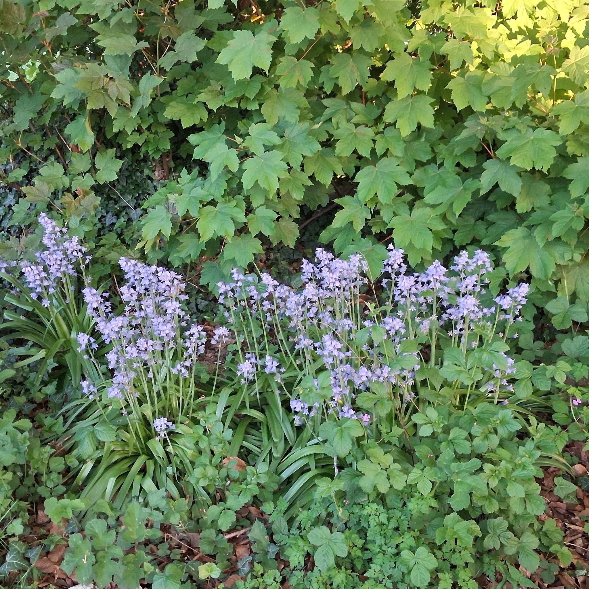 💫 Beltane Blessings 💫
"As bluebells spend most of the year as a bulb underground, only appearing for a few weeks, they are a sure sign that spring is in full swing.....let these flowers teach you about timing, patience and creating the right conditions for growth." (Kirsty Gallagher, Sacred Seasons)