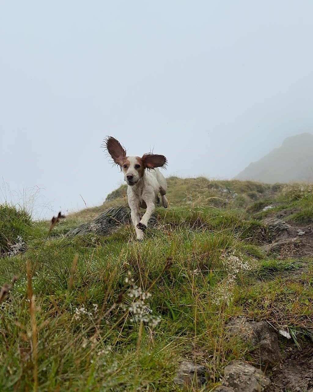 Flying into a damp holiday weekend like… 🐶💨🌧️
Whatever the weather throws at us, we’re still here as usual — open Saturday morning and Monday as normal.