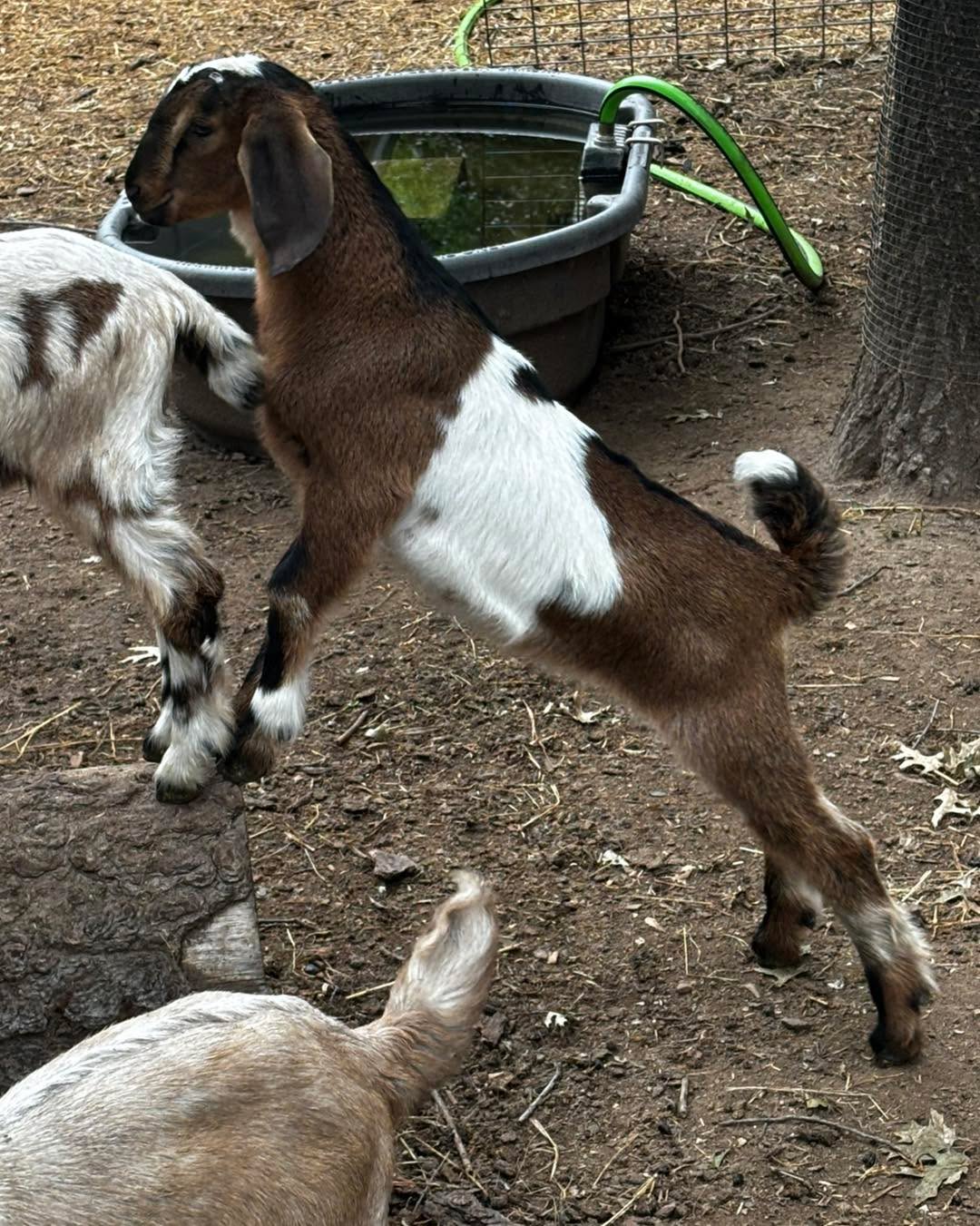 Palo Cedro ca one registered mini Nubian buckling/wether left. Yearly clean health tested herd. I do have a friend who also has one available if he needs a companion to go with. He will be eight weeks old in early June. His dam is my favorite milking doe. If he is leaving as a buckling, he would be registered and have a inherited milk star please message with interest.