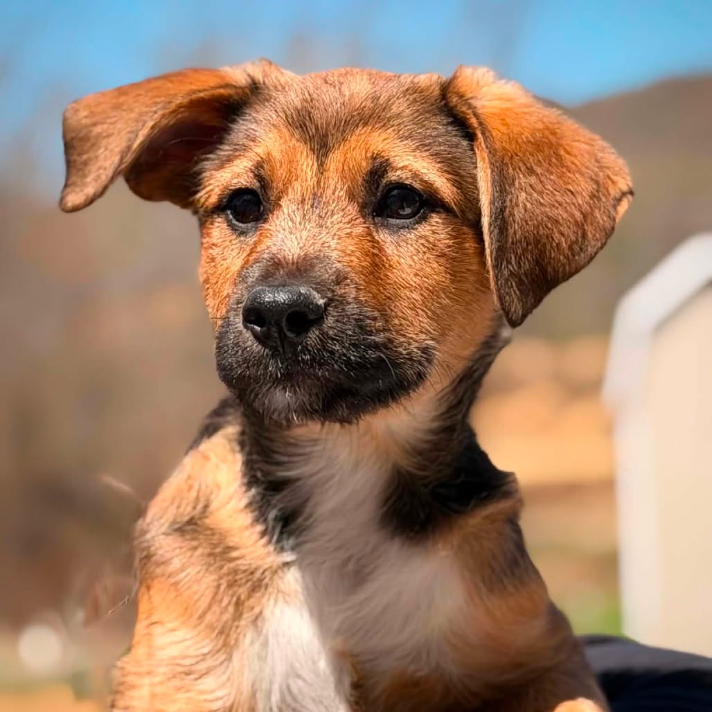 Meet TJ, the 3‑month‑old shepherd‑colored scruff muffin who cannot believe he’s still taking applications.
According to TJ, he’s basically the full package:
Happy, bouncy, and powered by pure puppy joy
Loves people, dogs, and even cats (he thinks they’re just tiny, dramatic friends)
Brave, sweet, and way smarter than he probably needs to be
Rocking that shepherd coloring with a sprinkle of terrier scruff for maximum charm
Currently mastering the fine art of housebreaking — he says progress is being made and snacks help
TJ insists that a dog this handsome and delightful should have a fan club by now, so he’s ready for his forever home to come running.
Meet me at PawSafe, 348 Old Colony Rd, Eastford CT. Learn more at pawsafe.org