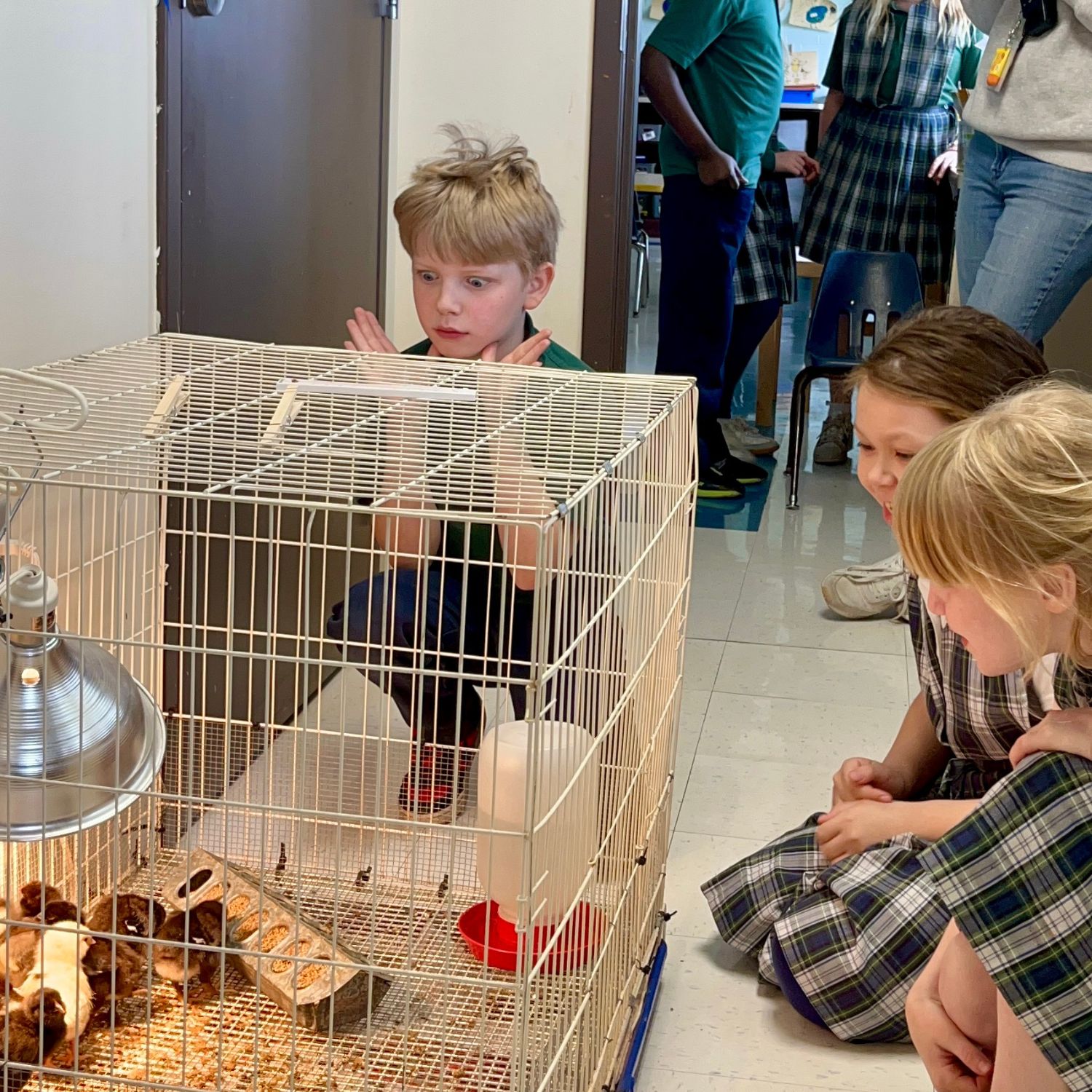 Today we say goodbye to our Kindergarten chicks! 🐣 Students of all ages loved stopping by Kindergarten to watch them grow, peep, and waddle their way into our hearts. What a fun experience for our school — we’ll miss our fluffy little friends!
#NativityofMarySchool #KindergartenFun #HandsOnLearning #SchoolLife #PeepPeep