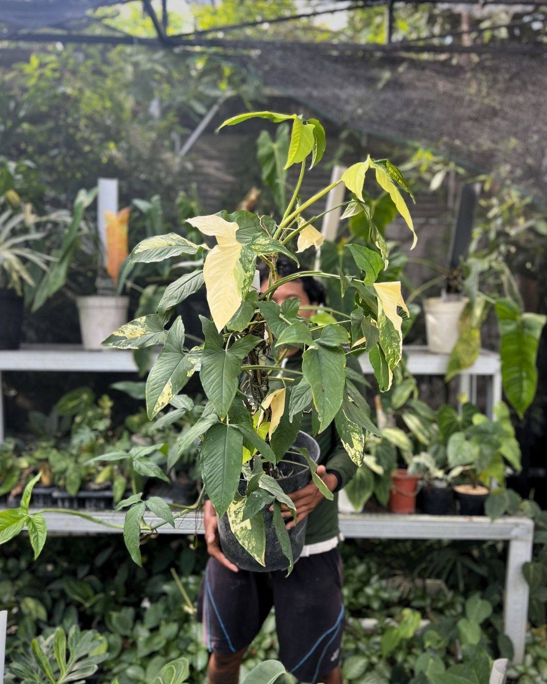 Bold, fresh, and naturally variegated 🌿✨
Keindahan tanaman ini bukan cuma di warna, tapi juga di karakter tiap daunnya yang unik—no two leaves are the same.
Perfect statement plant untuk tropical vibes 🌱
Available now | Local & international shipping 🌍
DM untuk info & order 📩
#indotropicalplant #variegatedplants #tanamanhias #plantlover #tropicalplants #urbanjungle #rareplants #plantshopindonesia #plantnursery #tanamanunik #houseplants #plantcollection #exportplants #plantbusiness