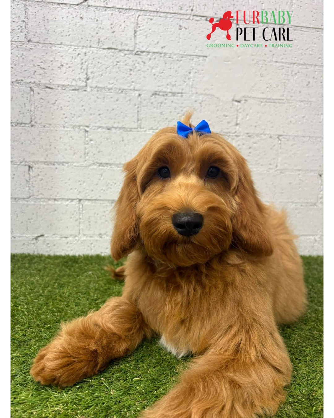 Banjo’s getting used to all the pampering with his puppy tidy sessions 💛🐶 What a cutie!
#spoodle #spoodlesofinstagram #spoodlepuppy #spanielxpoodle #pamperedpooch