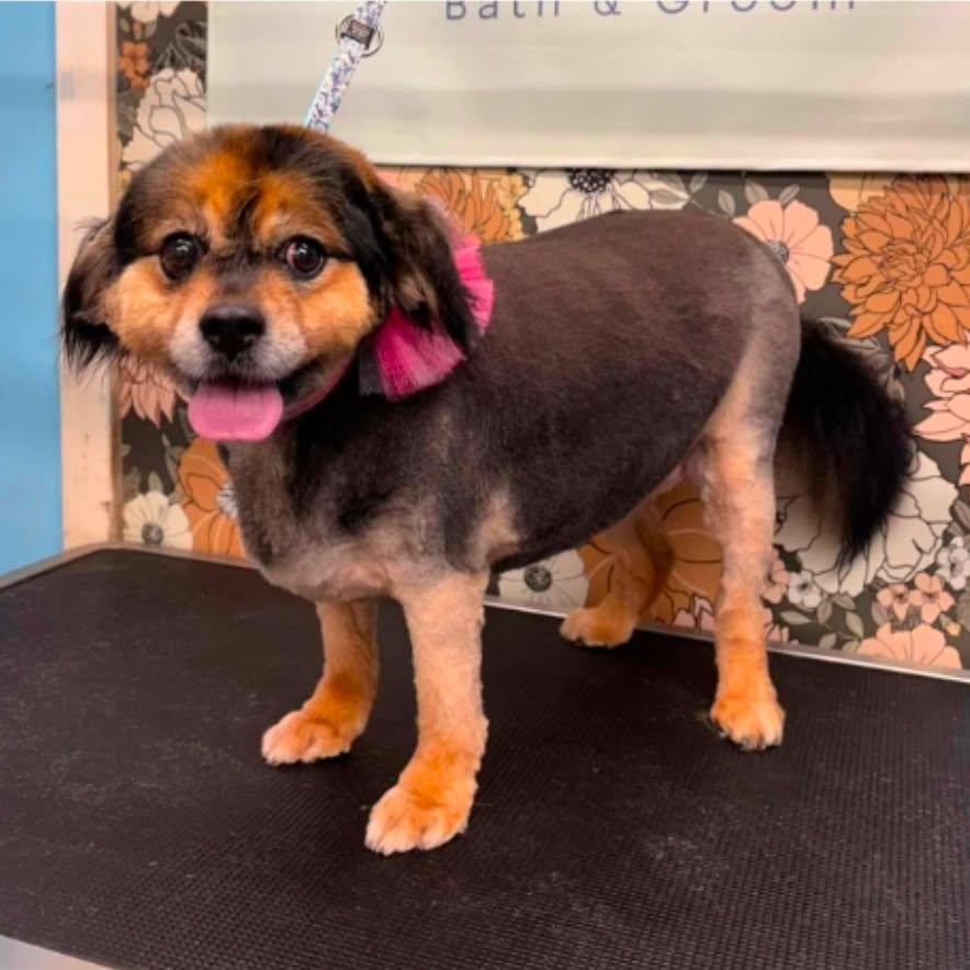 We’ve tried. We’ve squinted. We’ve debated. We’ve Googled.
And still… no one can agree on what breed mix these two sweet sisters are.
Sweetie Pie (38 lbs) and her sister (25 lbs) are 7‑year‑old mystery mutts who are homeless now that their owner has moved to assisted living. Pomeranian? Spaniel? Beagle? Potato? Space alien?
They are newly shaved so their fur is normally longer. Drop your best guesses below. And while you’re guessing… they’re also hoping someone out there is looking for two adorable, low‑drama companions to love.