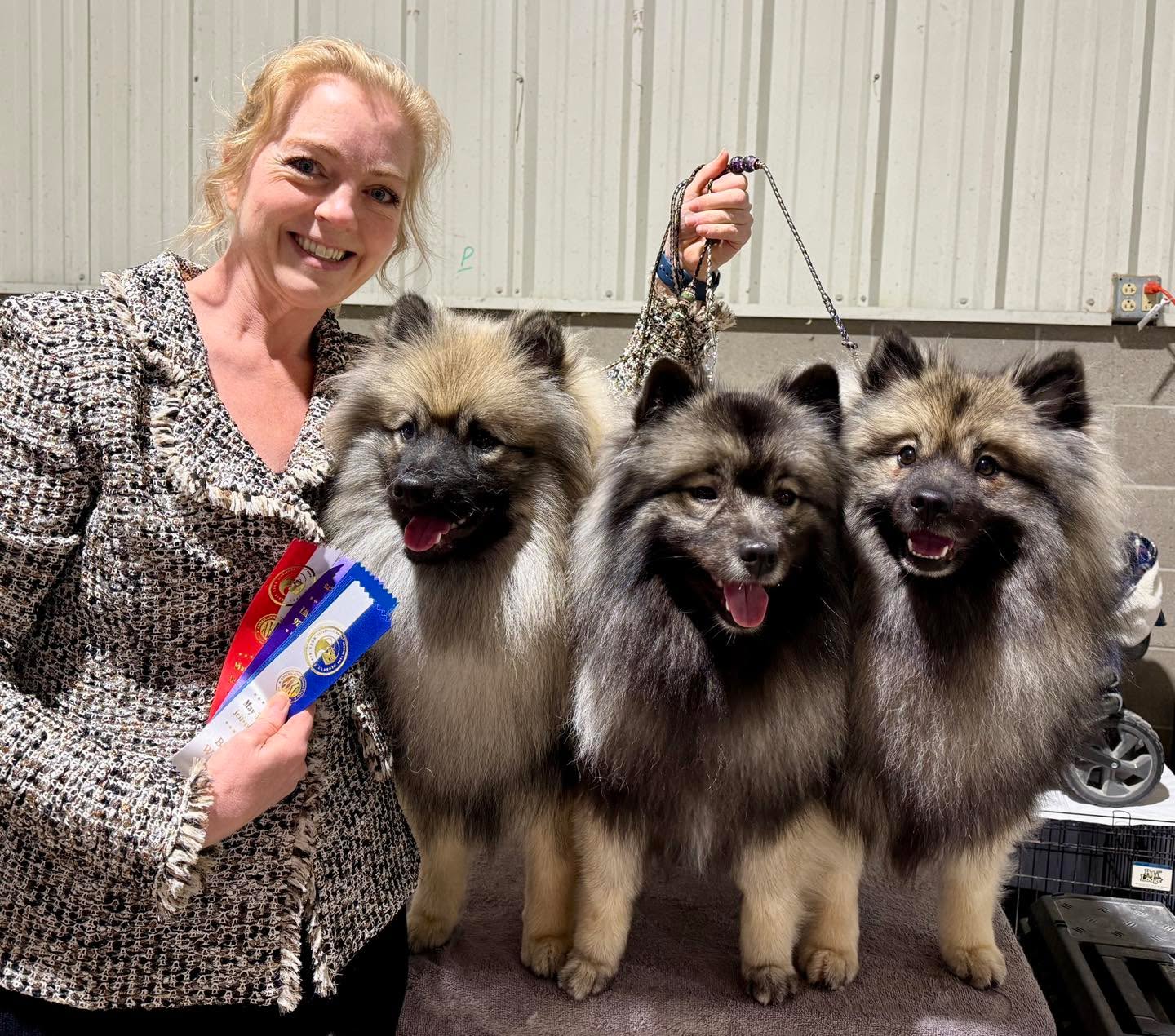 We had a fun weekend at Jefferson!
Saturday Salty won BOS and Elphie won BOW, today Salty won BOS and Woody won BOW for his first point!
L-R is Woody, Elphie and Salty.
Woody is Peregrine’s ThornHub, Cilantro x Fable
Elphie is Skyline’s Witchful Thinking, Smooch x Penny
Salty is Ch Peregrine’s Salty Little Beach, Clint x Fable
Thanks Shinya, Nichole and Leah for helping me wrangle haha
#showkeeshond #peregrinekeeshond #keeshondsofinstagram #keeshond #dogshows