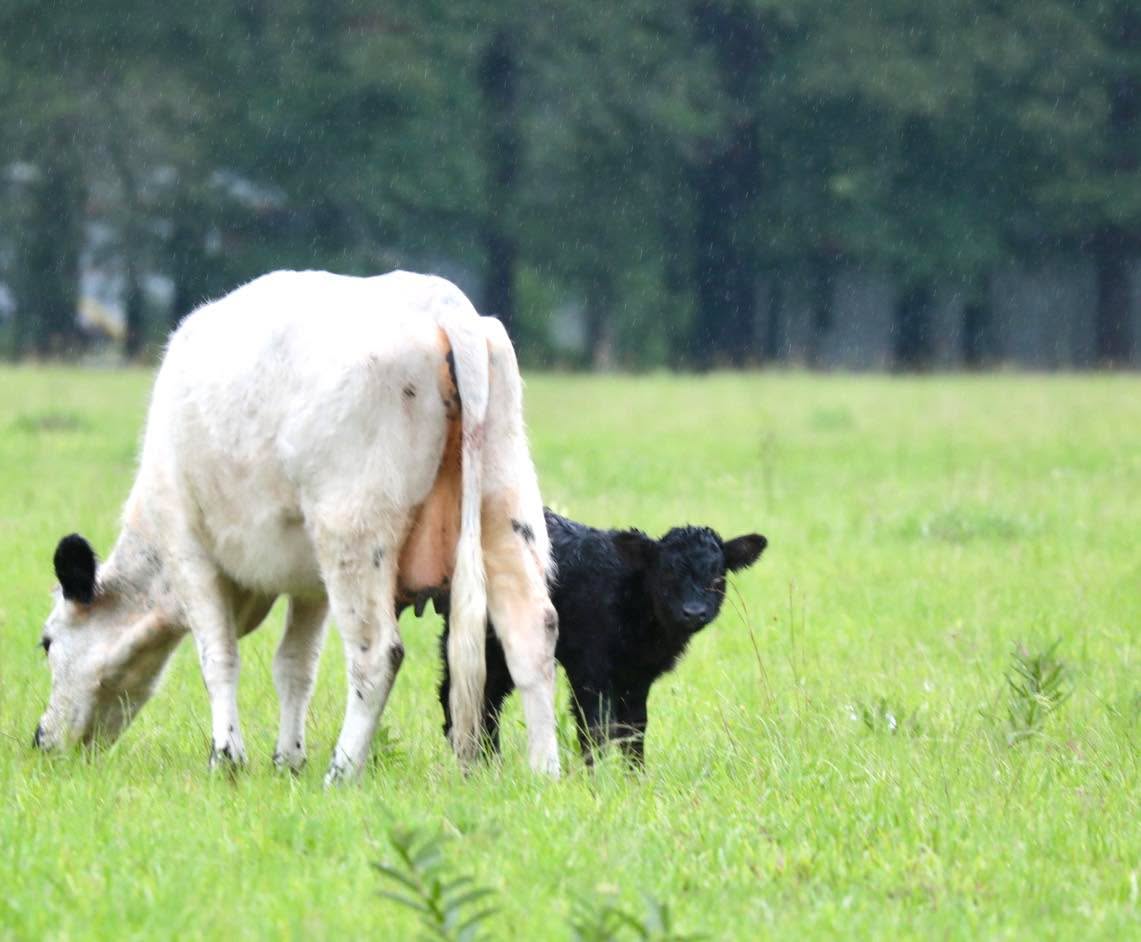 Peek-a-boo. I see you!! #baby #calf #highpark