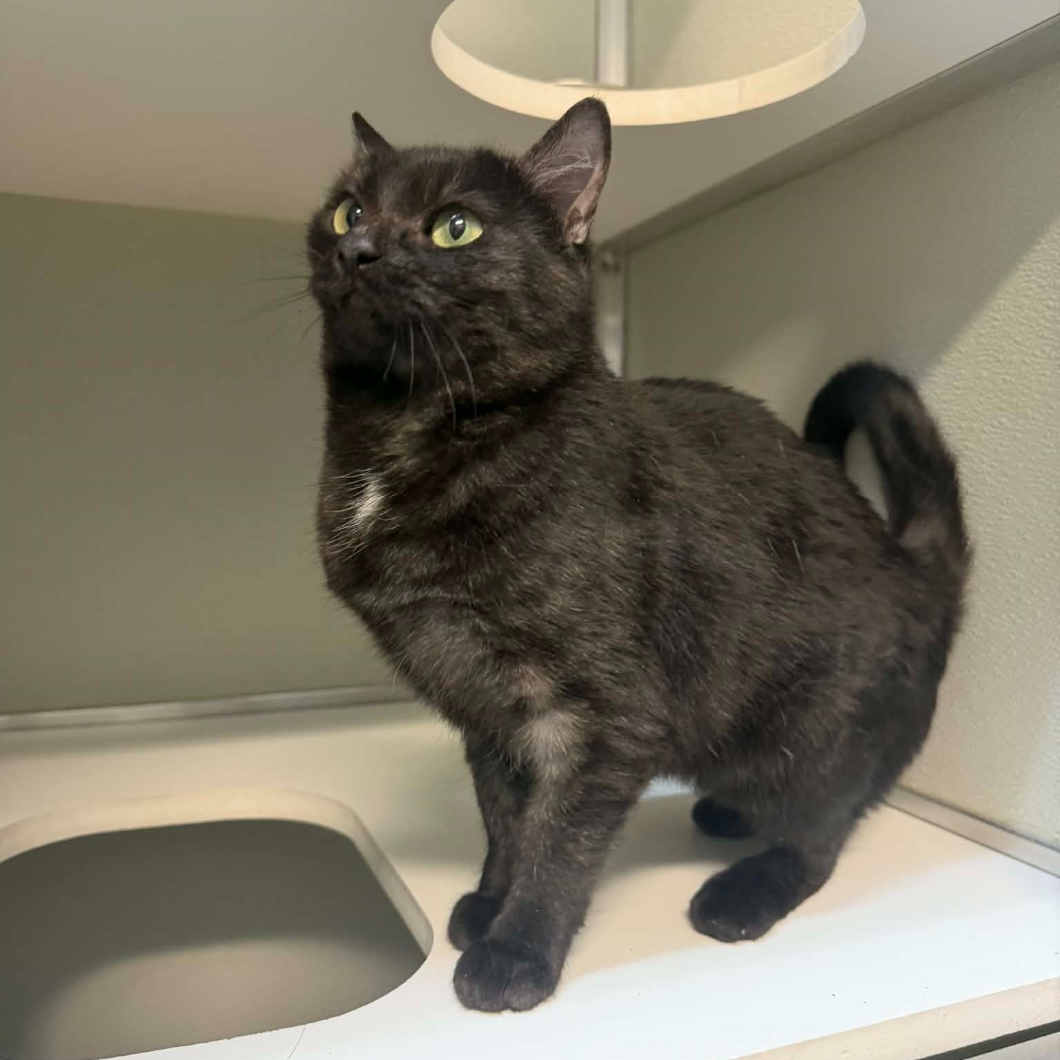 Pet of the week
Binx: 1.5 yr old, DSH
Binx came to us as a scared, semi-feral kitty, but time and patience have helped her come a long way. She can still be a bit shy at first and does best when people go at her pace, but she now actively seeks out attention and will even roll over for belly rubs on occasion. She’s not a fan of being held and would do best in a home without young children or dogs. Binx does great with other cats, enjoys toys, and absolutely loves rolling around in catnip. With a little understanding, she’ll continue to grow into a very sweet and rewarding companion.
Adoption Fee: $70
Adoption Application: https://tinyurl.com/hskadoptionapp