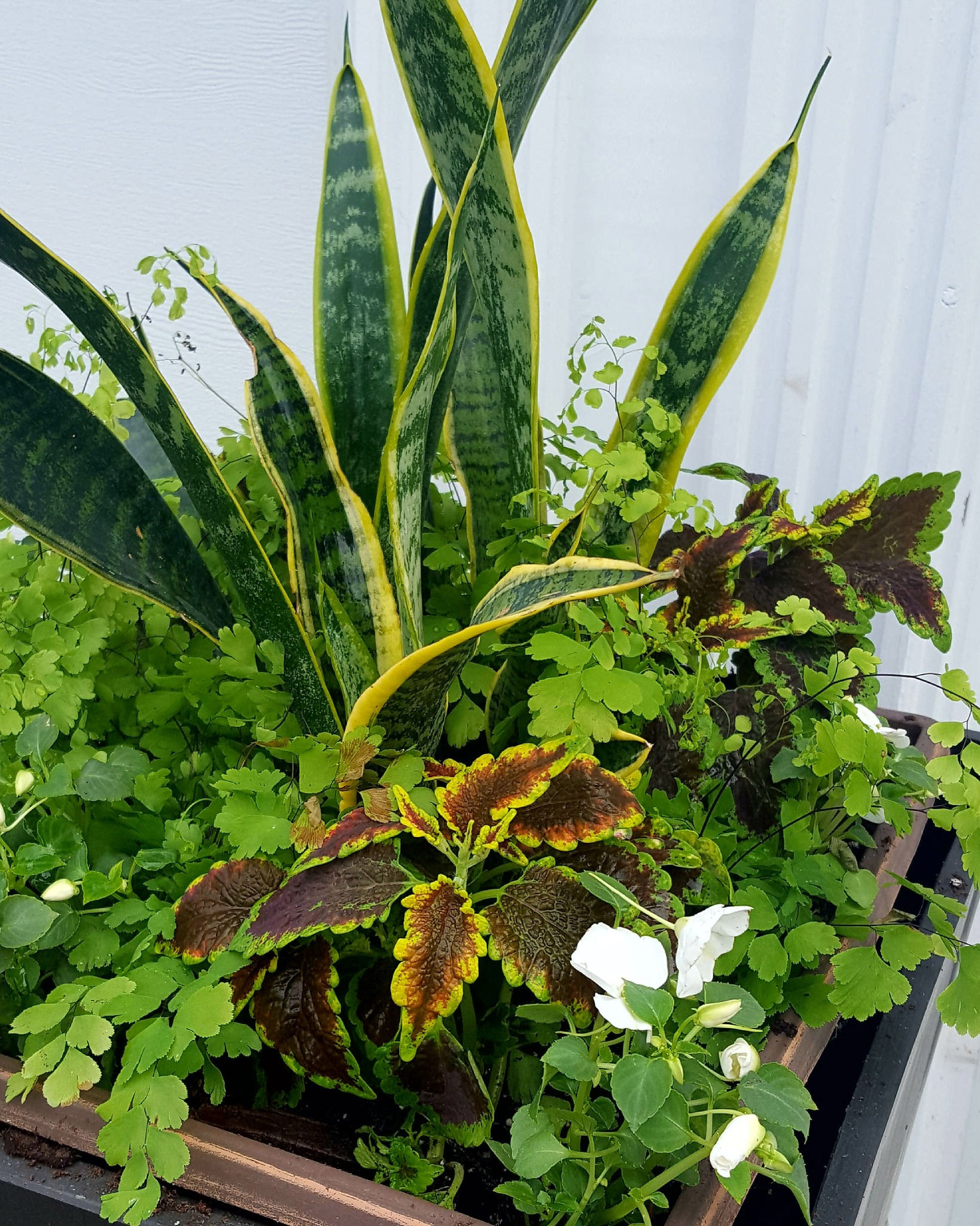 When planning your spring and summer container gardens, donāt forget that houseplants arenāt just for indoors! šæ Adding a few favorite houseplants to outdoor containers brings unexpected texture, color, and personality to your seasonal plantings. The best part? When cooler weather arrives, simply bring them back inside to overwinter and enjoy all year long. Seasonal containers and long-term plants? Thatās a win for all year enjoyment!
@cavicchiogreenhousesinc
#containergarden #gardeninspiration #newenglandgardens #landscapedesign #AngieVergeLandscapeDesign