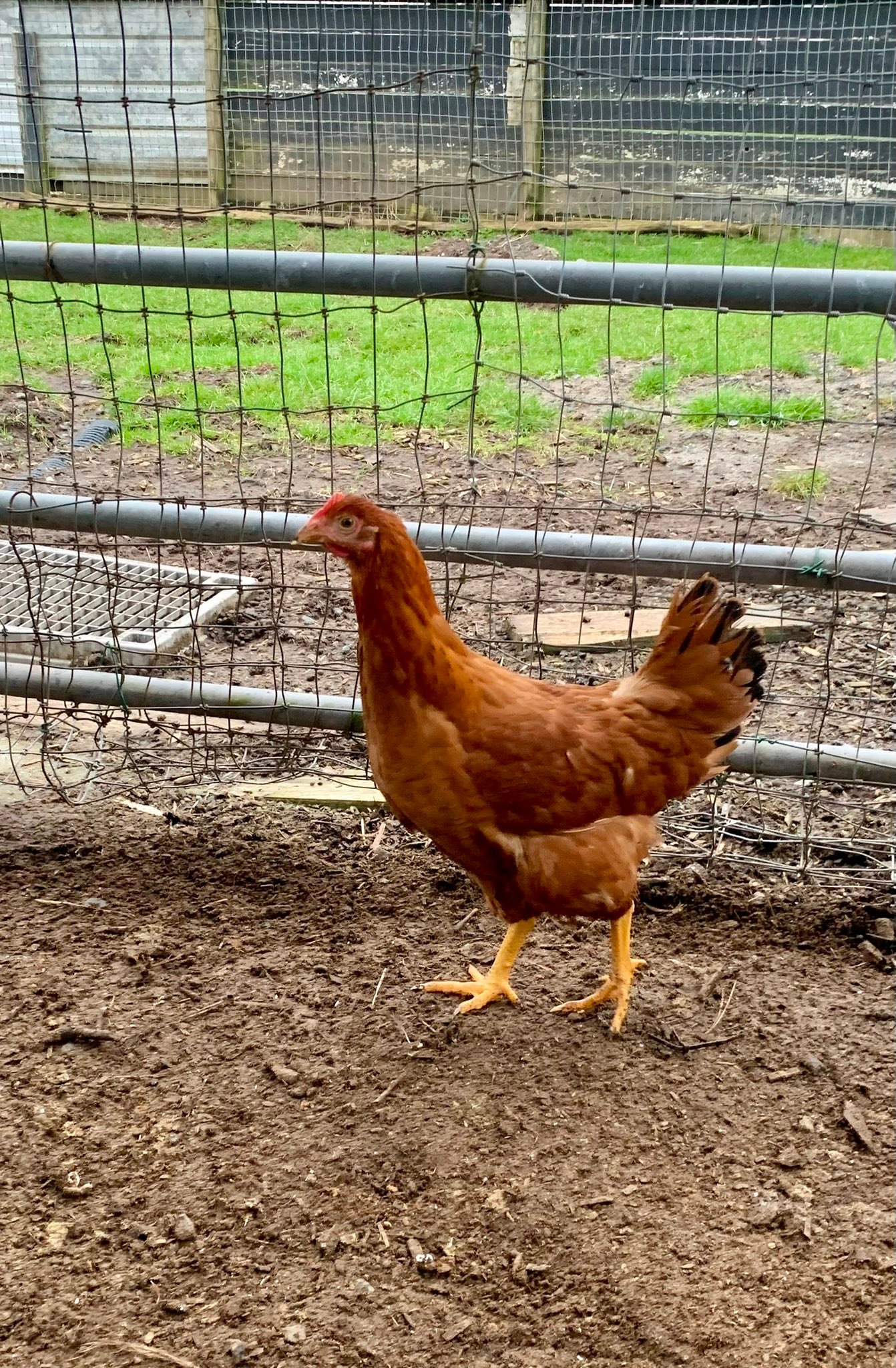 100 day old Pullets (Females hens for sale - Amazing Layers!
3/4 Rhode Island Red/1/4 Bovan mix
Bradner and Ranch Avenue pick up (Aldergrove border/West Abbotsford)
Available for pick up Friday May 1st evening 7-8 pm
Or Saturday and Sunday
Bring your own carrier *** Will be hot *** Temprature controlled vechicle a must.
100 available and will sell very quickly.
1-10 = $26 each
10-30 = $25 each
30 - 50 = $24 each
50-100 = $23 each